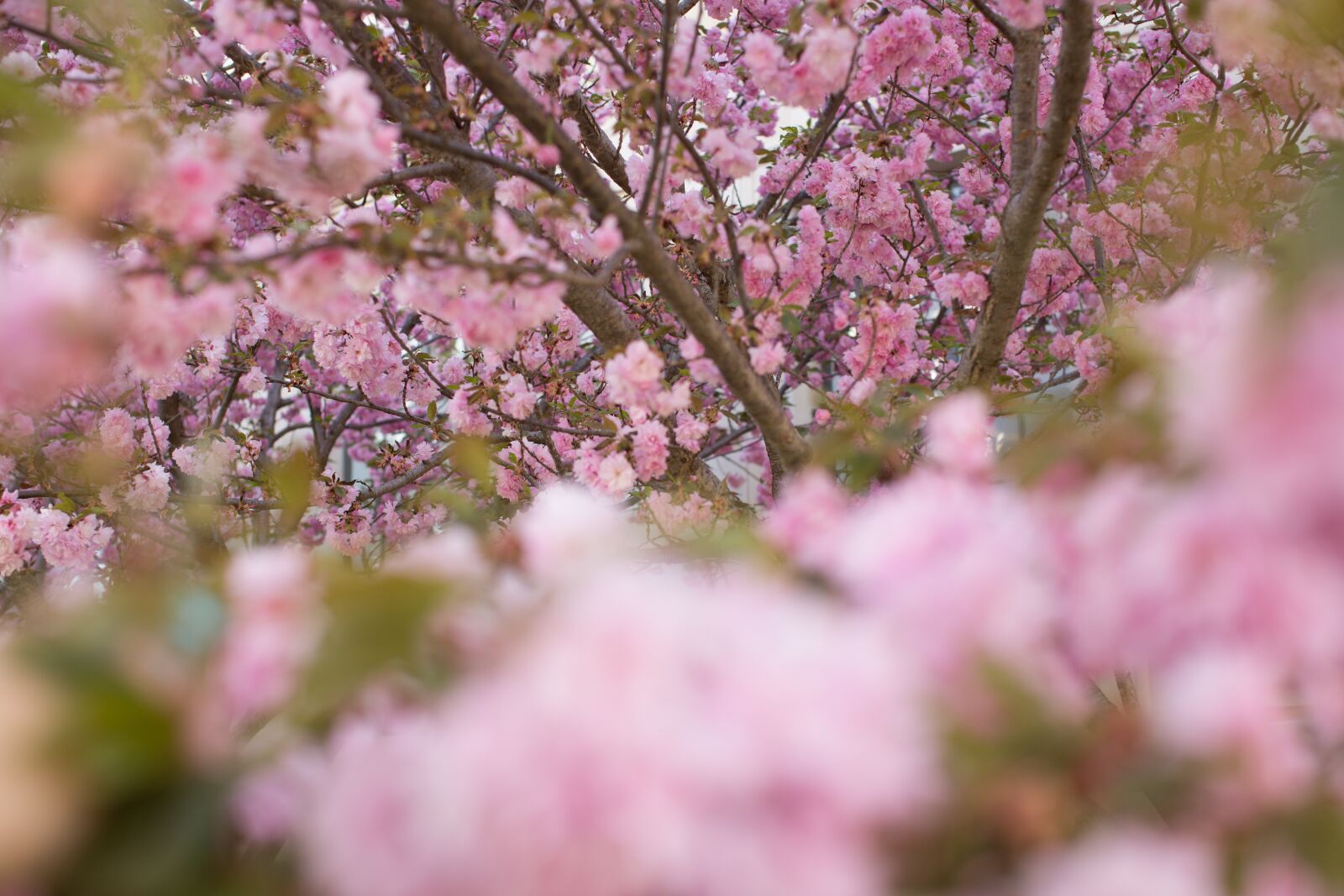 Canon EF 50mm F1.2L USM sample photo. Spring, flowers, pink photography