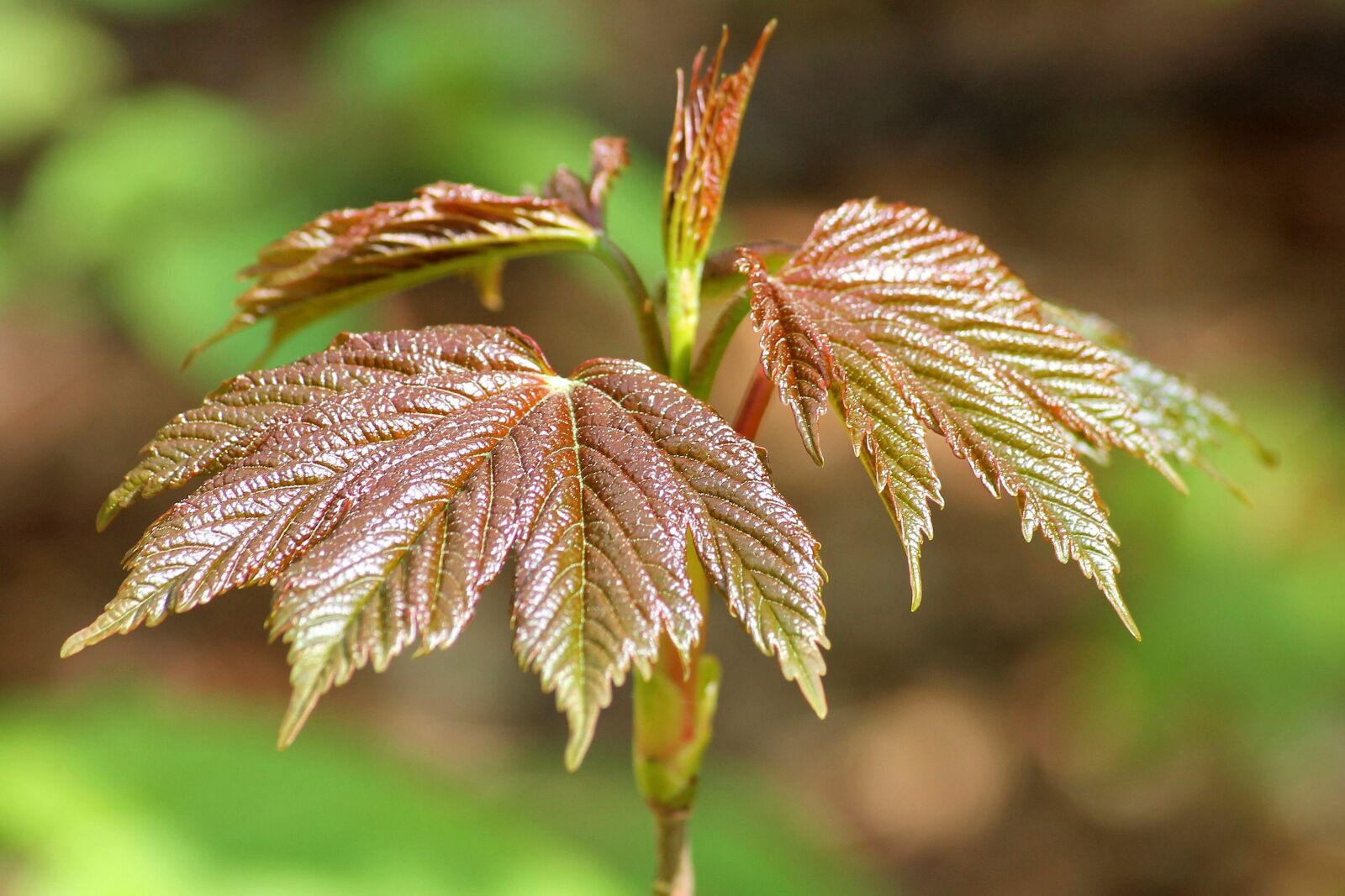 Canon EOS 1100D (EOS Rebel T3 / EOS Kiss X50) sample photo. Tree shoots, leaves, spring photography