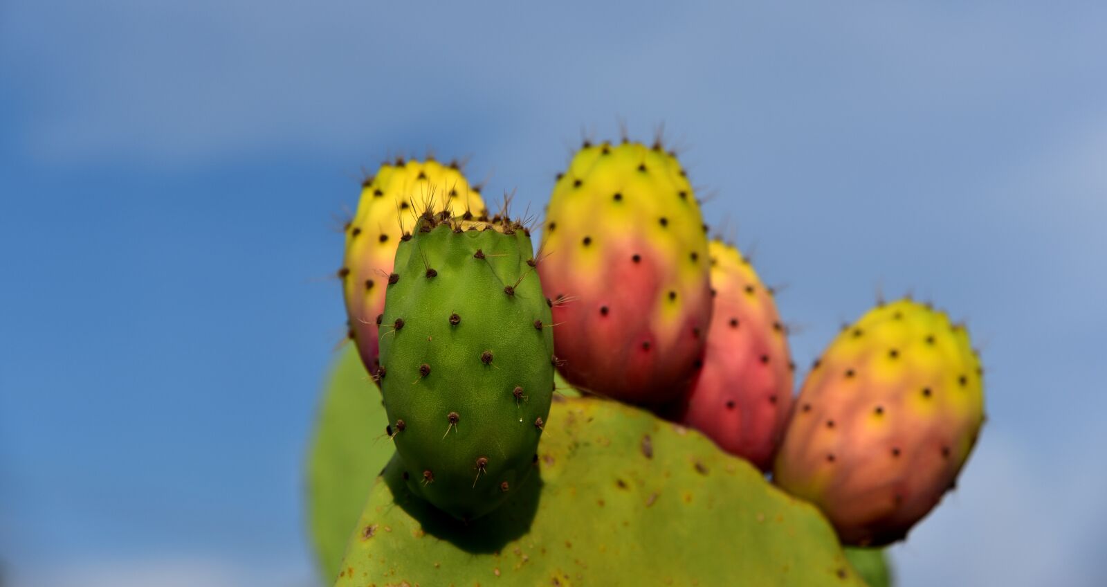 Nikon D750 sample photo. Cactus, prickly pear, prickly photography