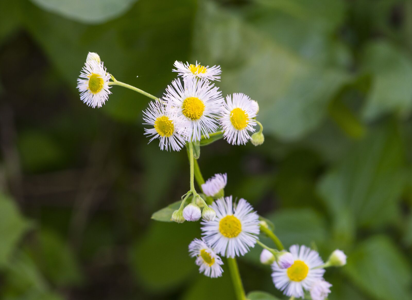 Nikon D7200 sample photo. Heinz wildlife refuge, park photography