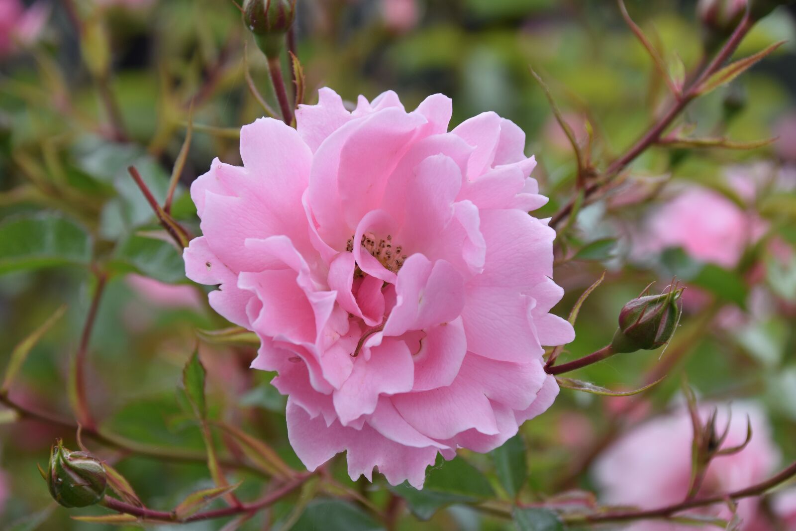 Nikon D5600 sample photo. Pink, rosebush, color pink photography
