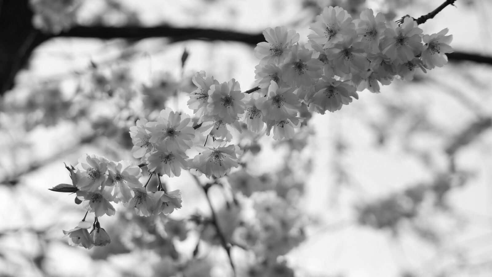 Samsung NX300M sample photo. Blossom, bloom, bud photography