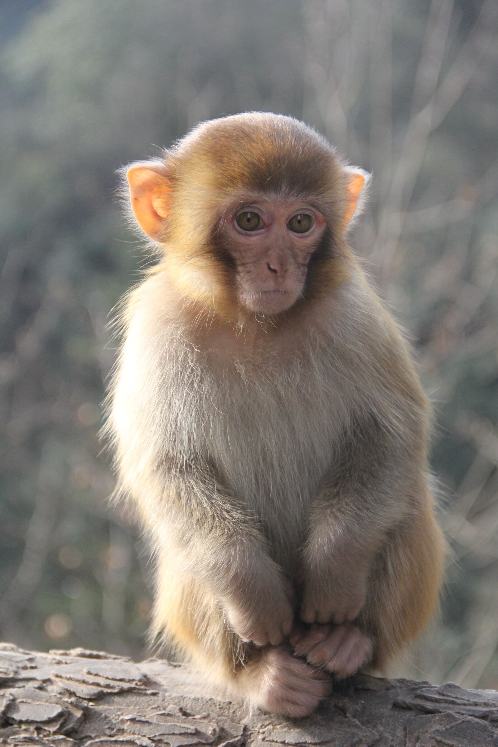 Canon EF-S 18-135mm F3.5-5.6 IS sample photo. Monkey, zhangjiajie, animal photography