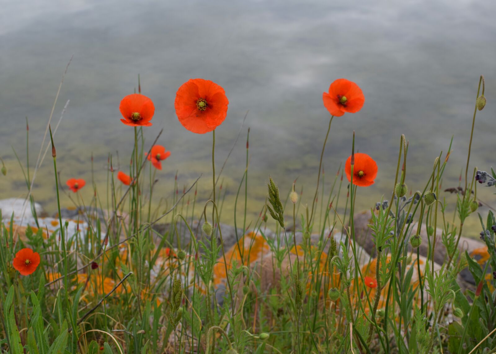 Nikon D5300 sample photo. Poppy, flowers, beach photography