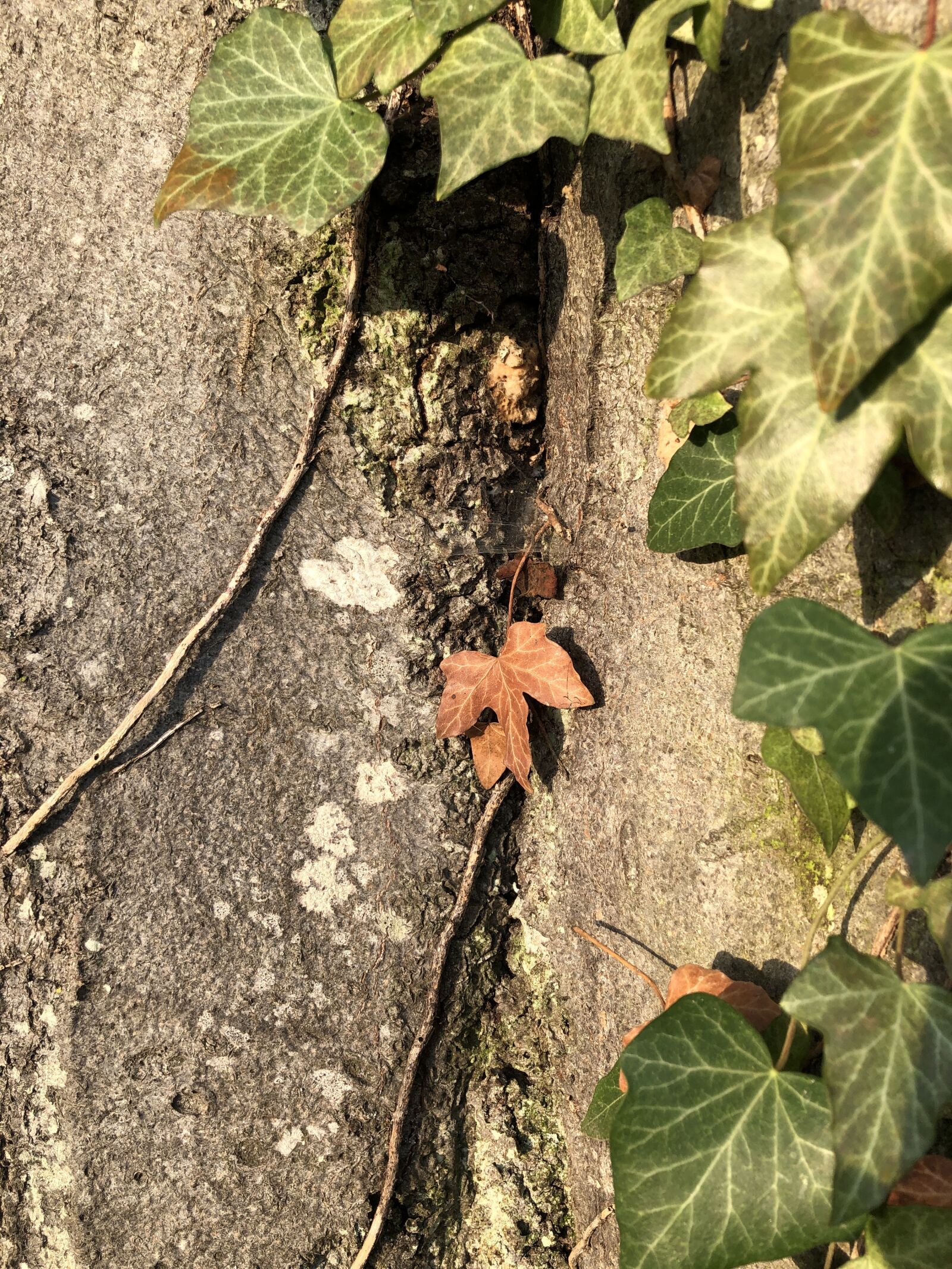 Apple iPhone X sample photo. Tree, ivy, leaf photography