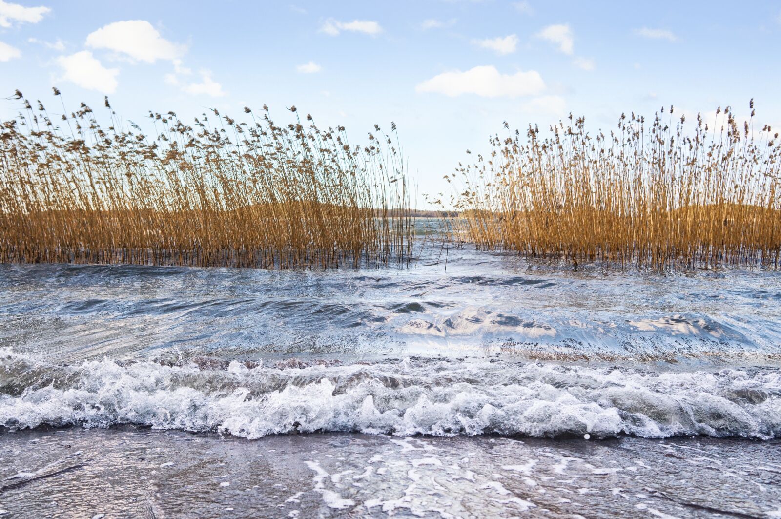 Sony Alpha NEX-5N + Sigma 19mm F2.8 EX DN sample photo. Sea, beach, reed photography