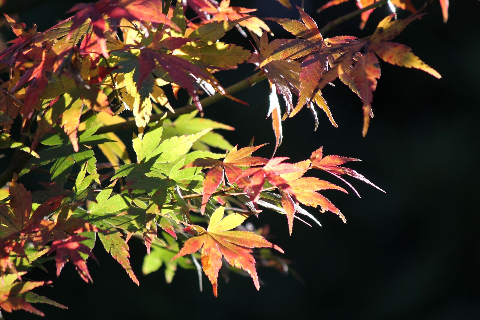 Canon EOS 550D (EOS Rebel T2i / EOS Kiss X4) sample photo. Autumn, fall, season photography