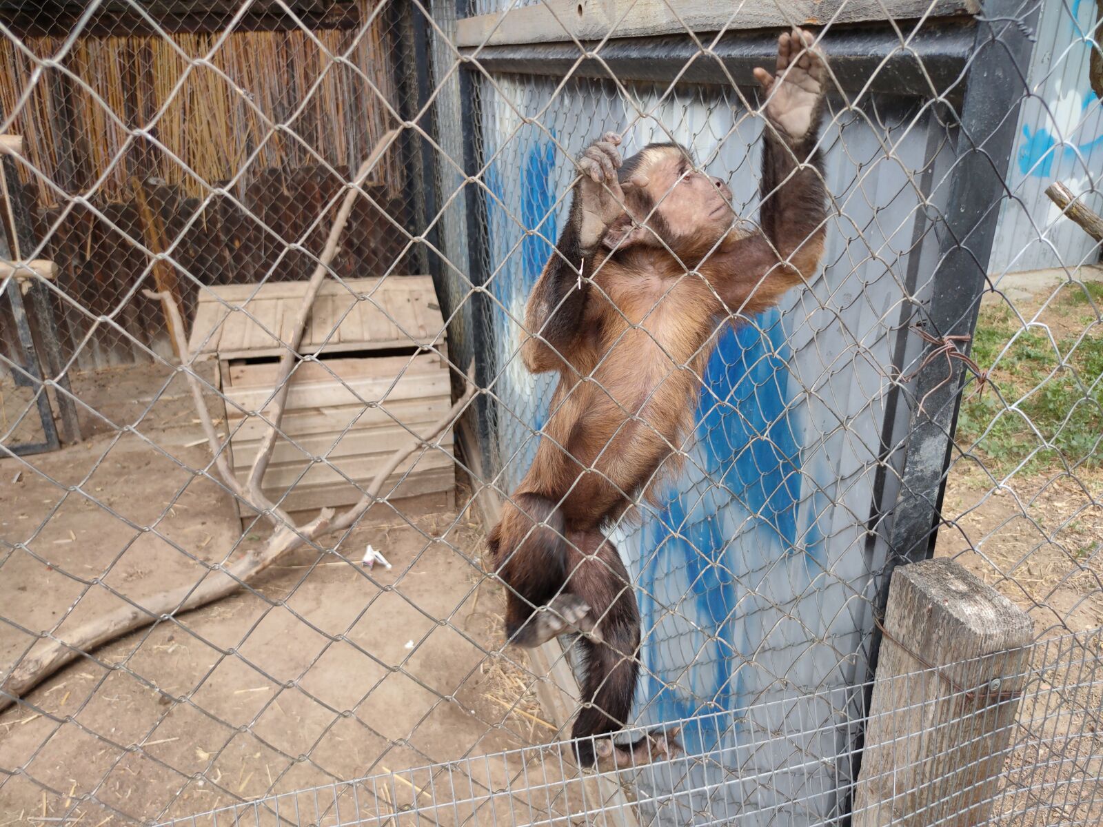 Realme XT sample photo. Monkey, zoo, animals photography