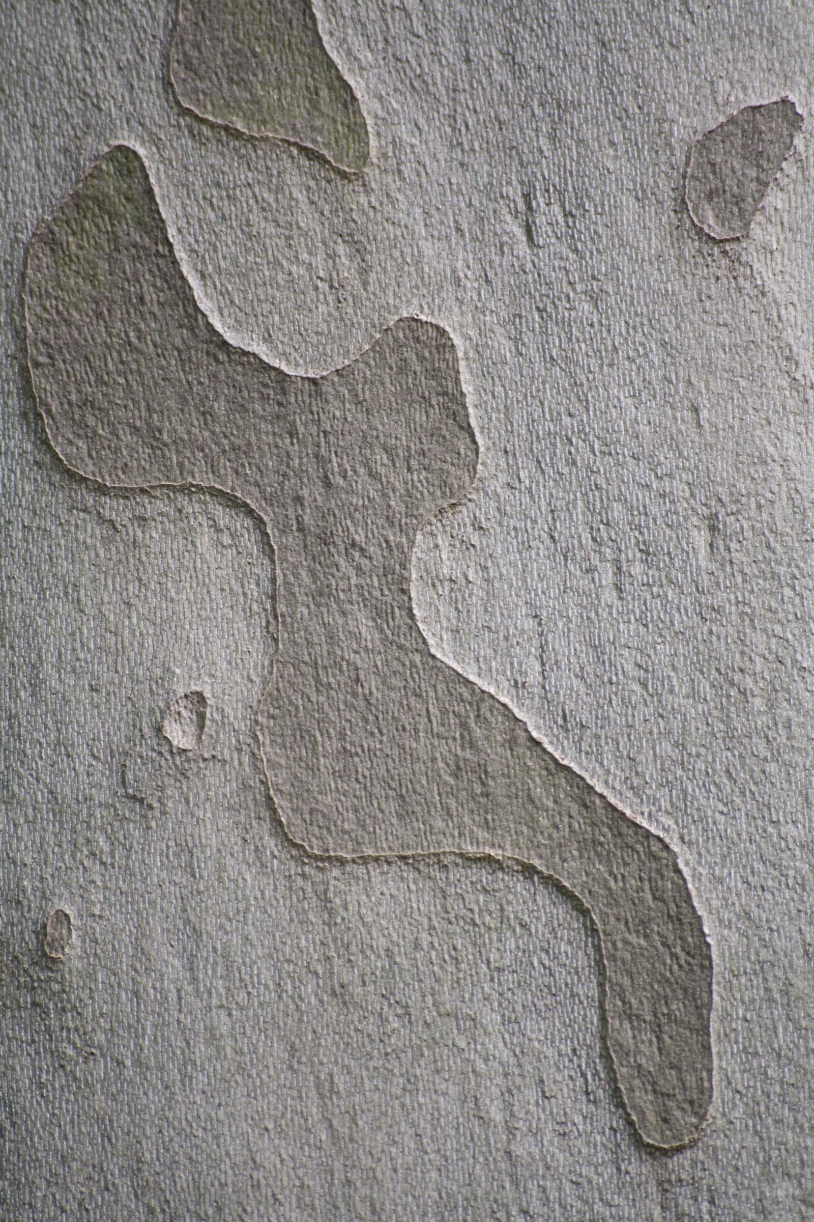 Canon EOS 1000D (EOS Digital Rebel XS / EOS Kiss F) sample photo. Tree, bark, log photography