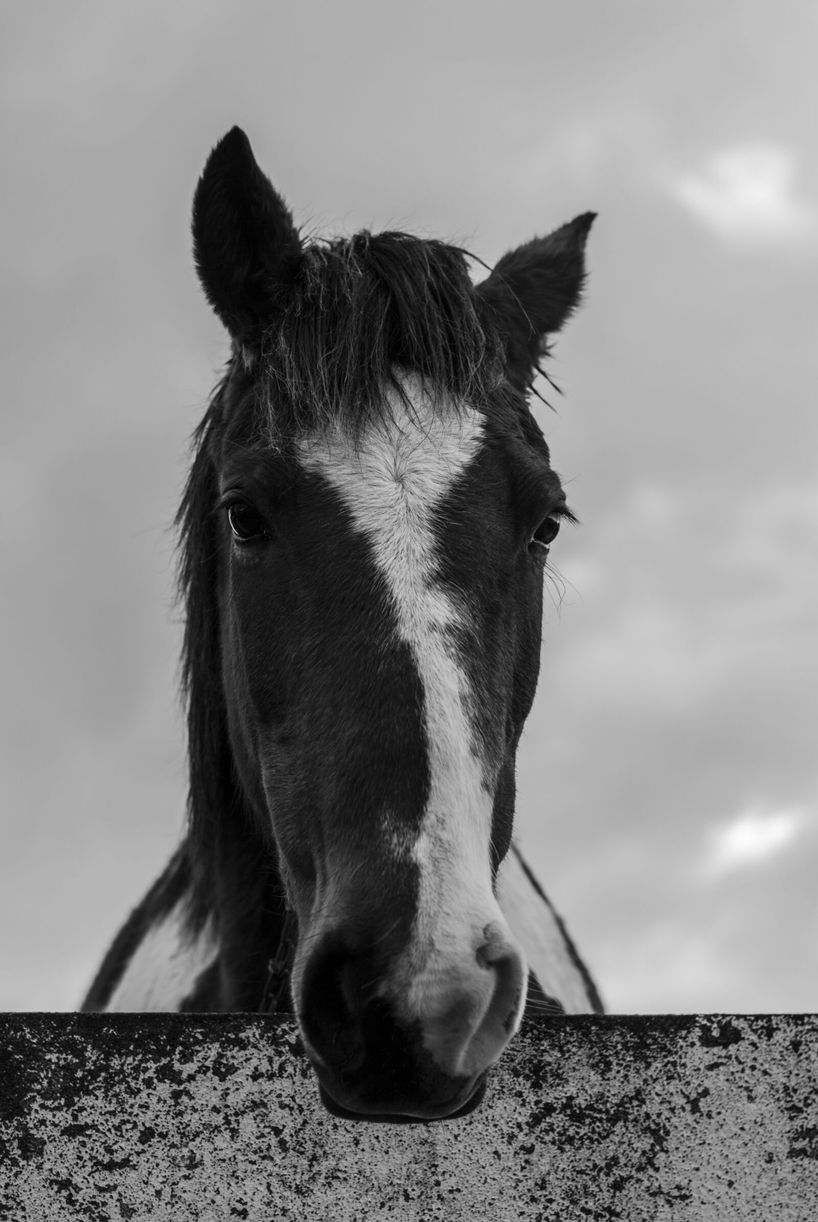 Nikon D3000 sample photo. Horse, animal, farm photography