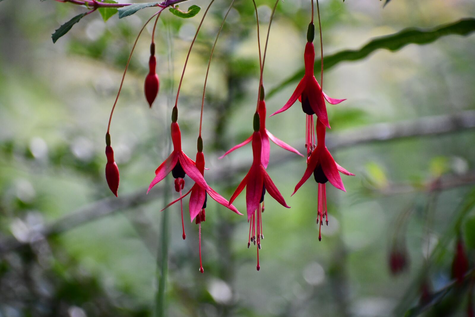 Nikon D7500 sample photo. Fuscia, flowers, fusia photography