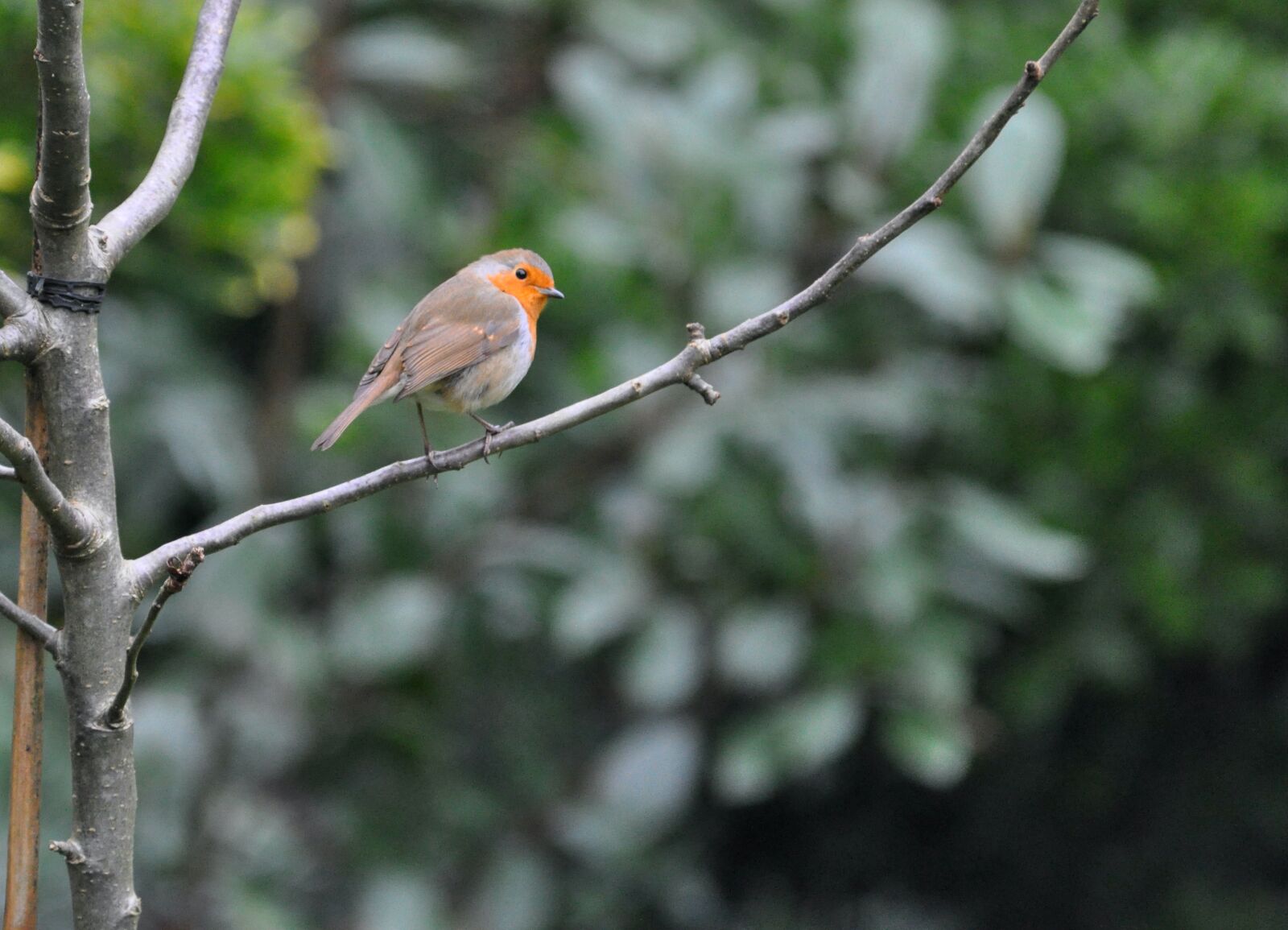 Nikon D90 sample photo. Robin, bird, animal photography