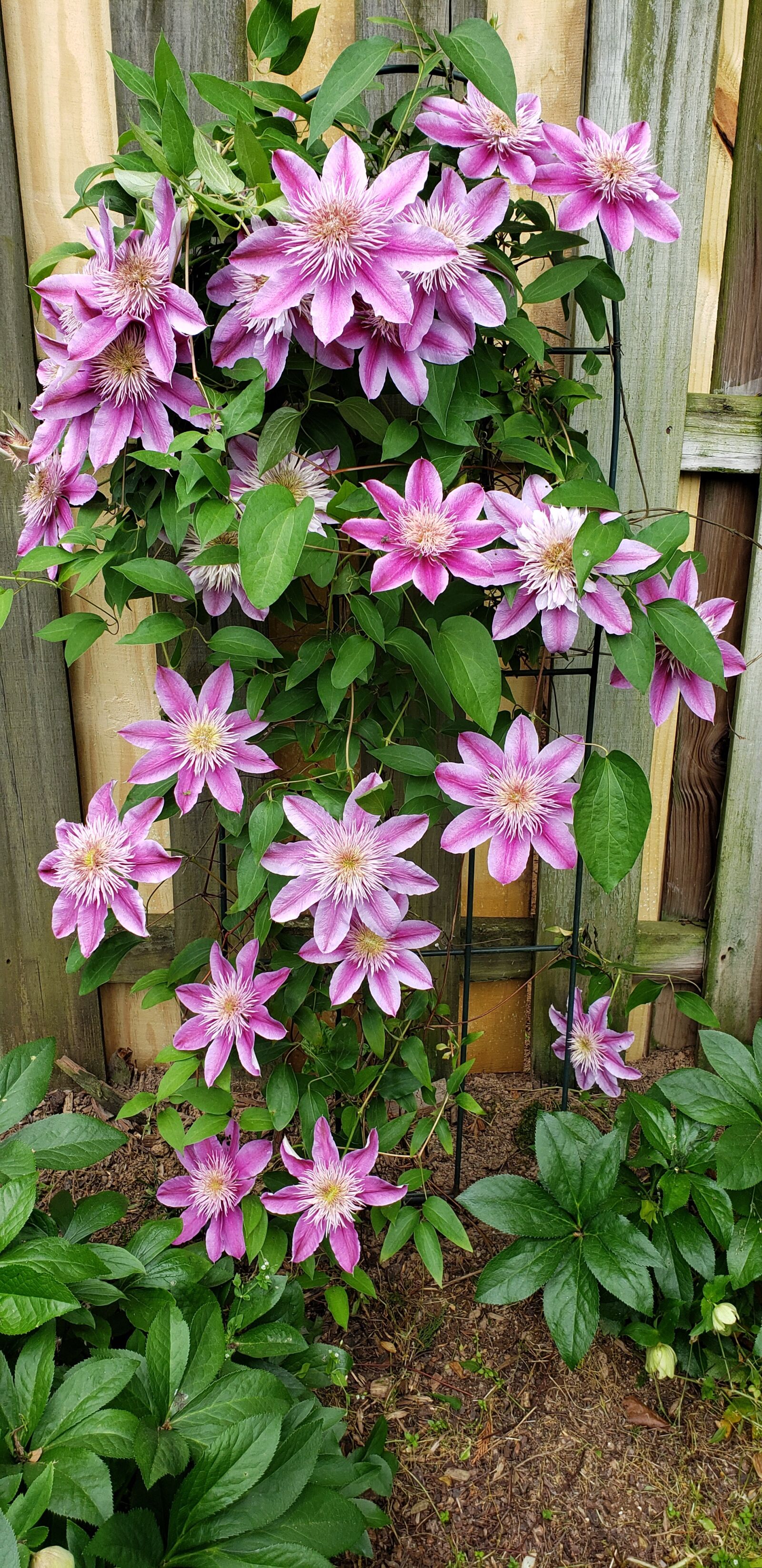 Samsung Galaxy S9+ sample photo. Clematis, vine, pink photography