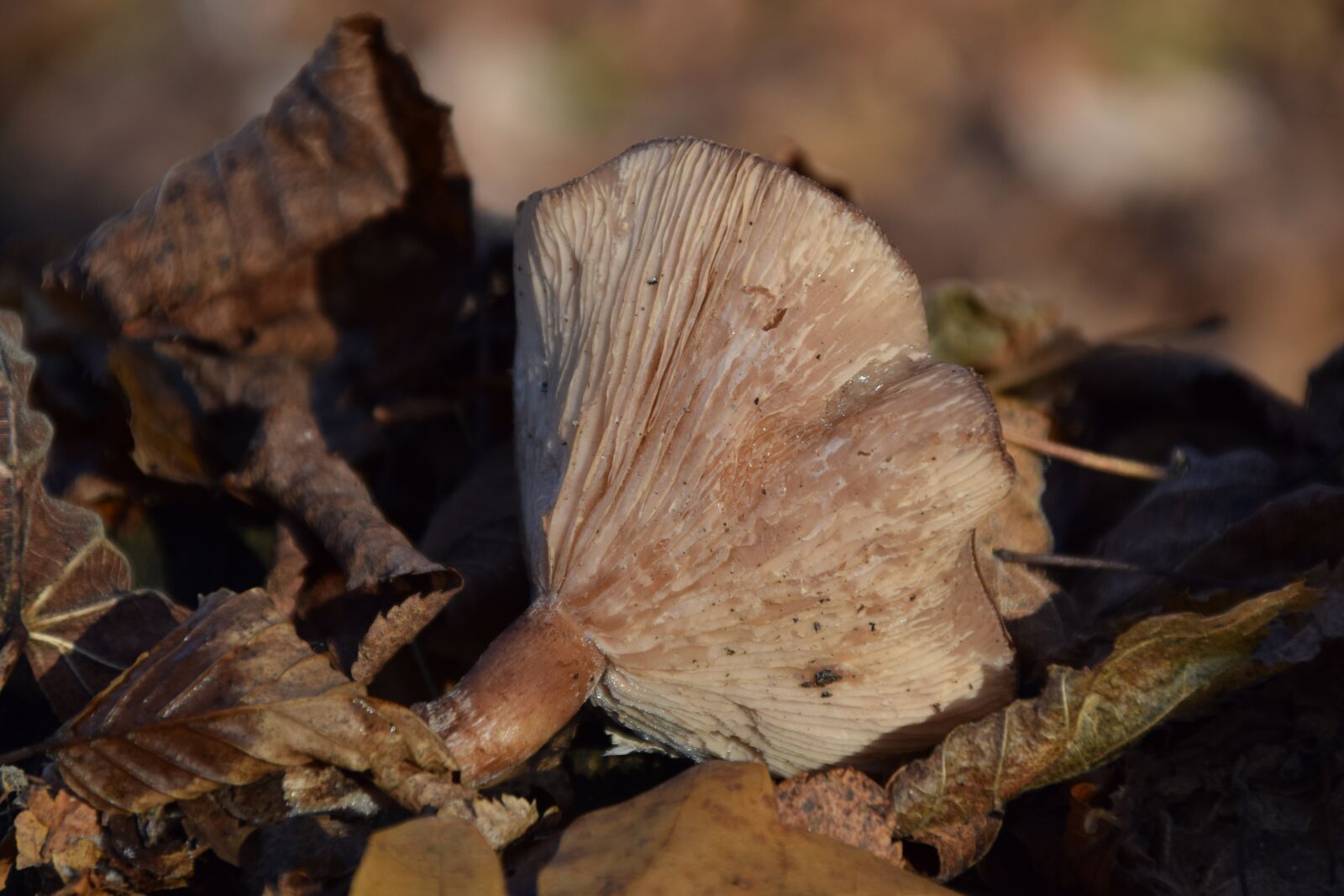 Nikon D3300 sample photo. Mushroom, forest floor, autumn photography