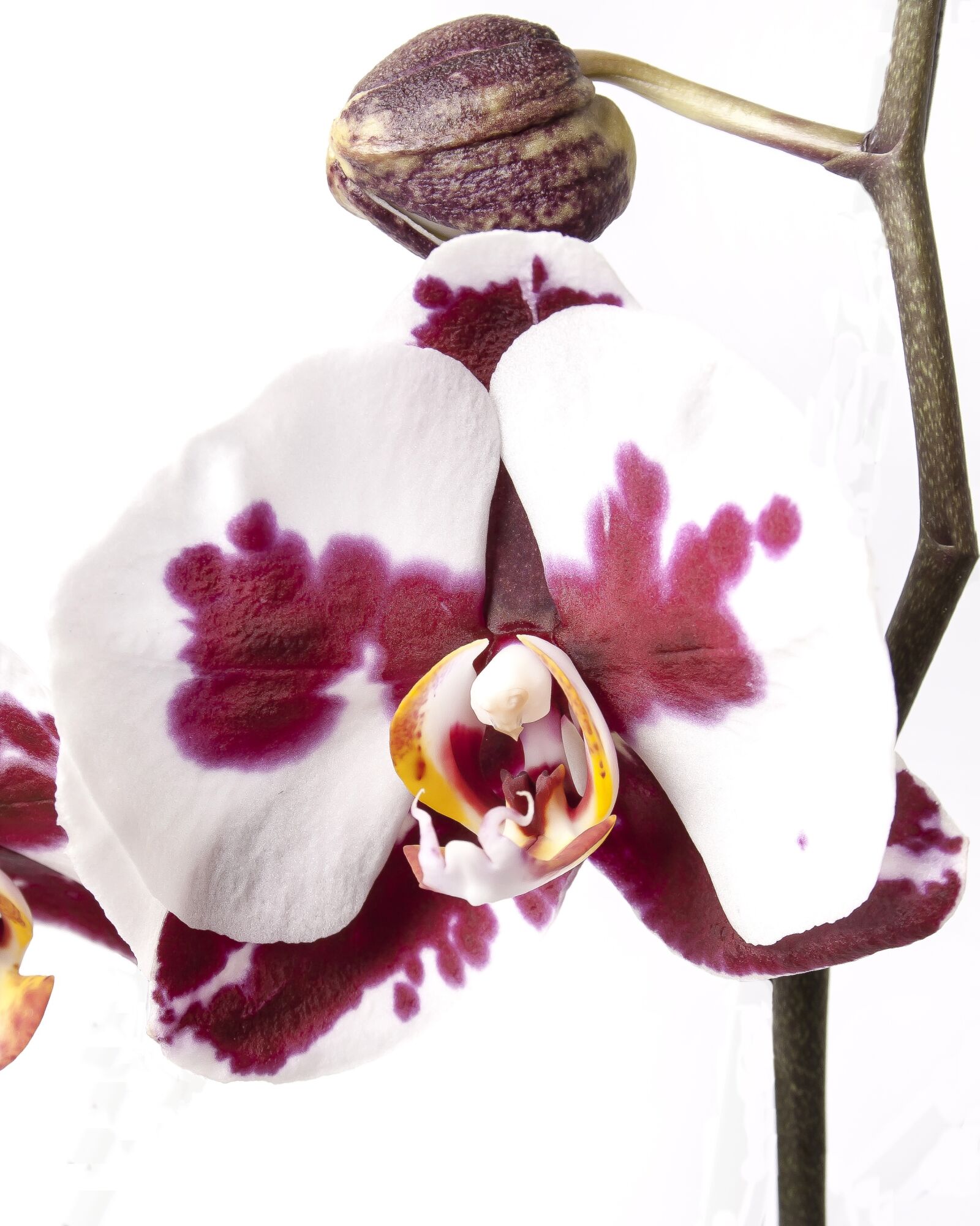 Canon EF-S 18-55mm F3.5-5.6 II sample photo. Phalaenopsis, orchid, phalaenopsis orchid photography