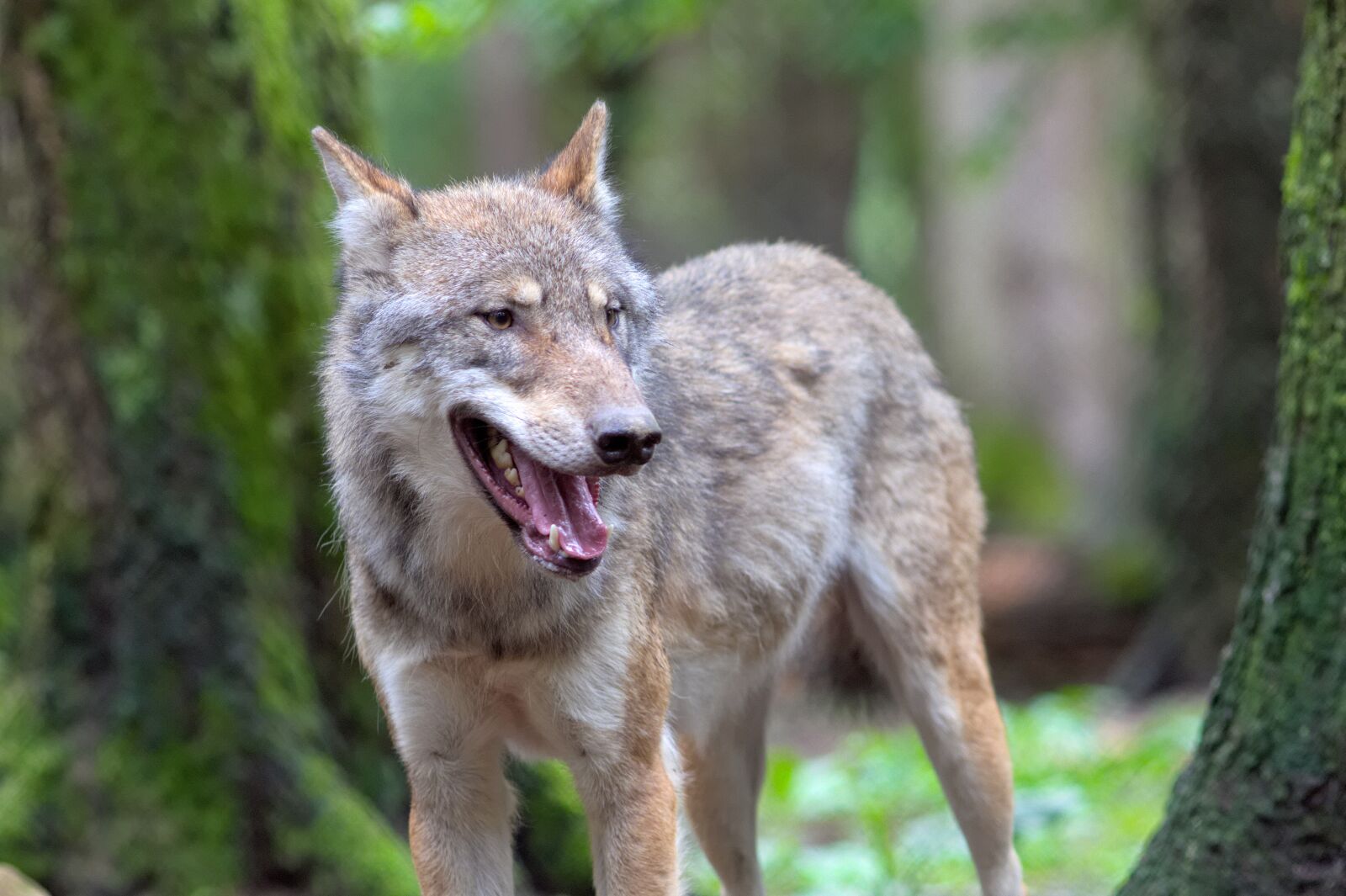 Canon EOS 7D sample photo. Wolf, wolves, canis lupus photography
