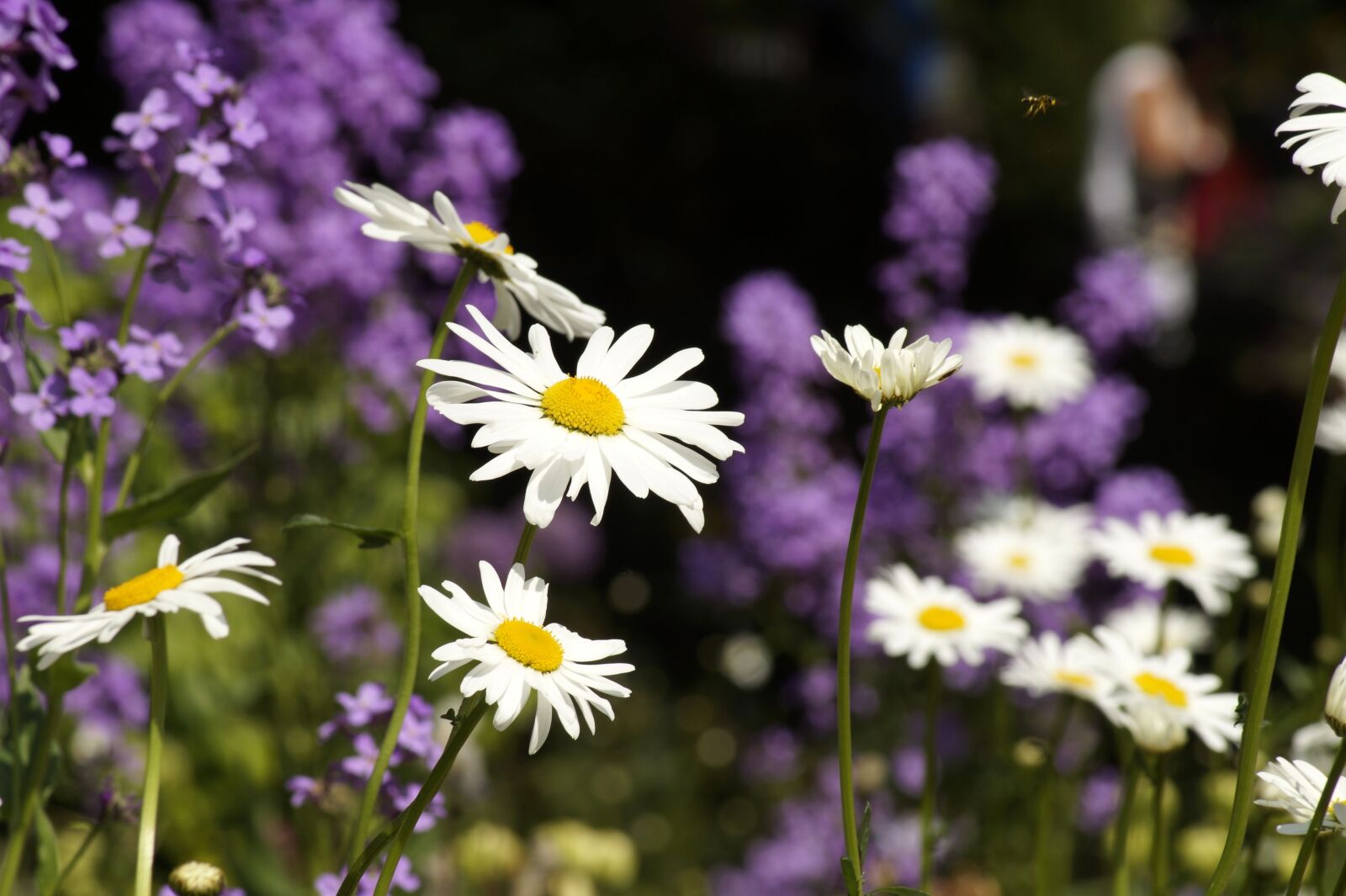 Sony SLT-A58 sample photo. Meadow, daisies, flower meadow photography