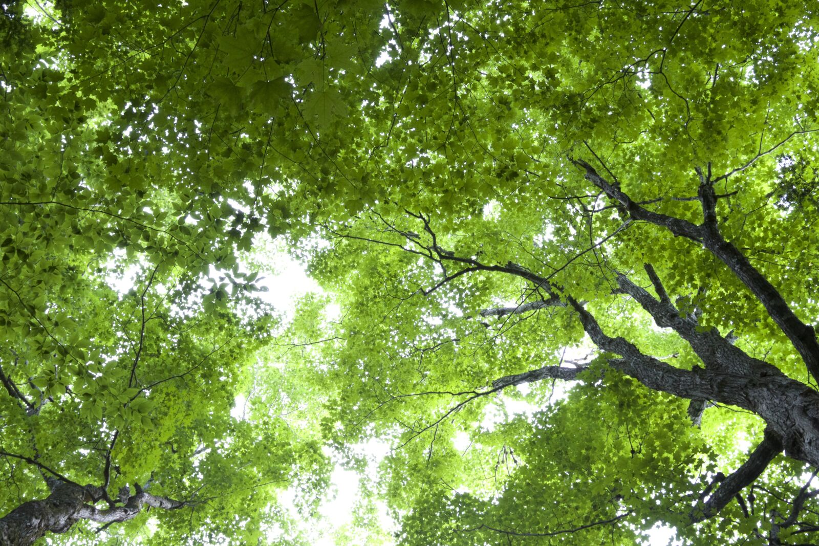 Canon EOS 6D sample photo. Green leaves, dark green photography