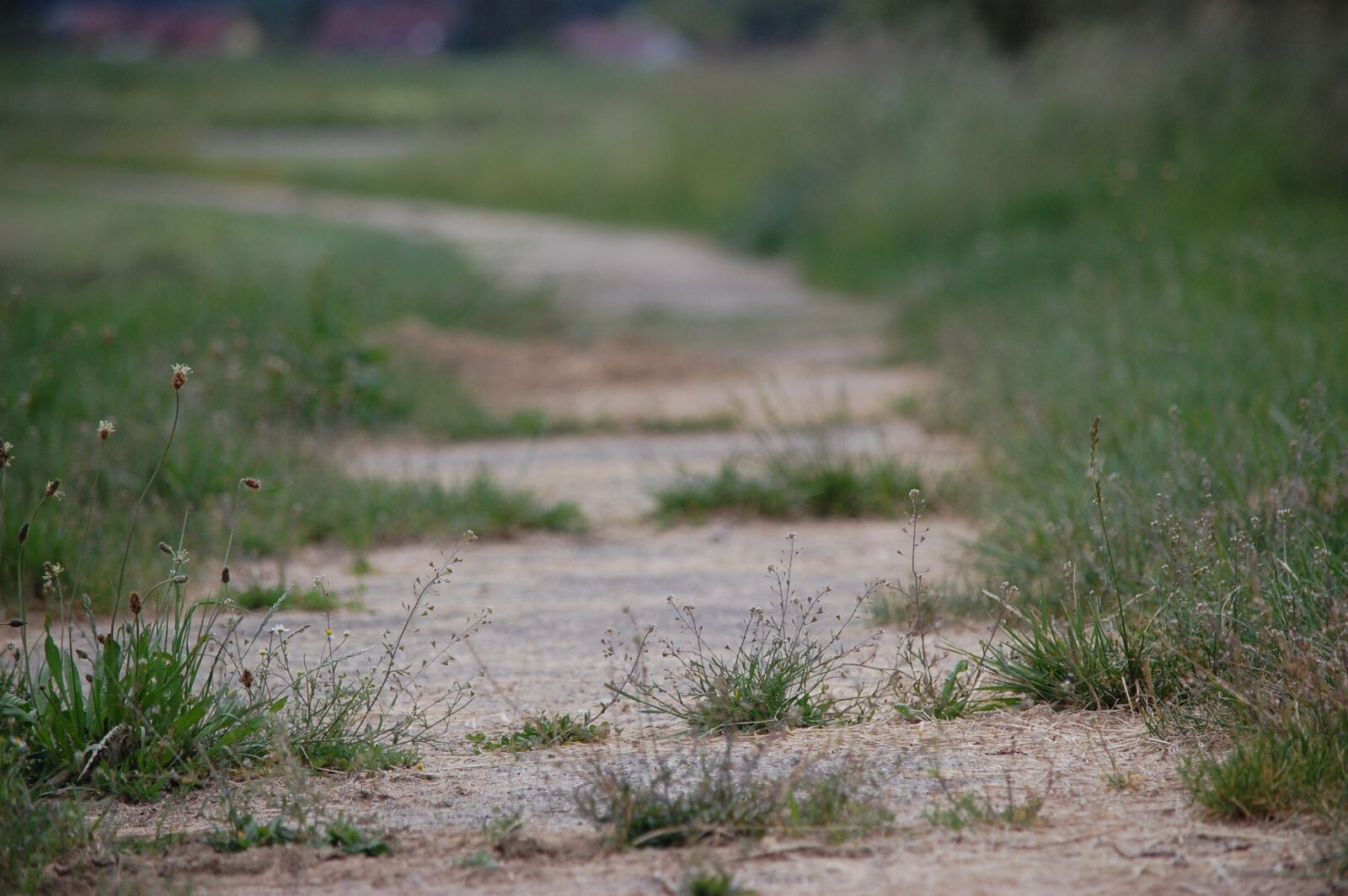Nikon D40 sample photo. Away, meadow, concrete photography