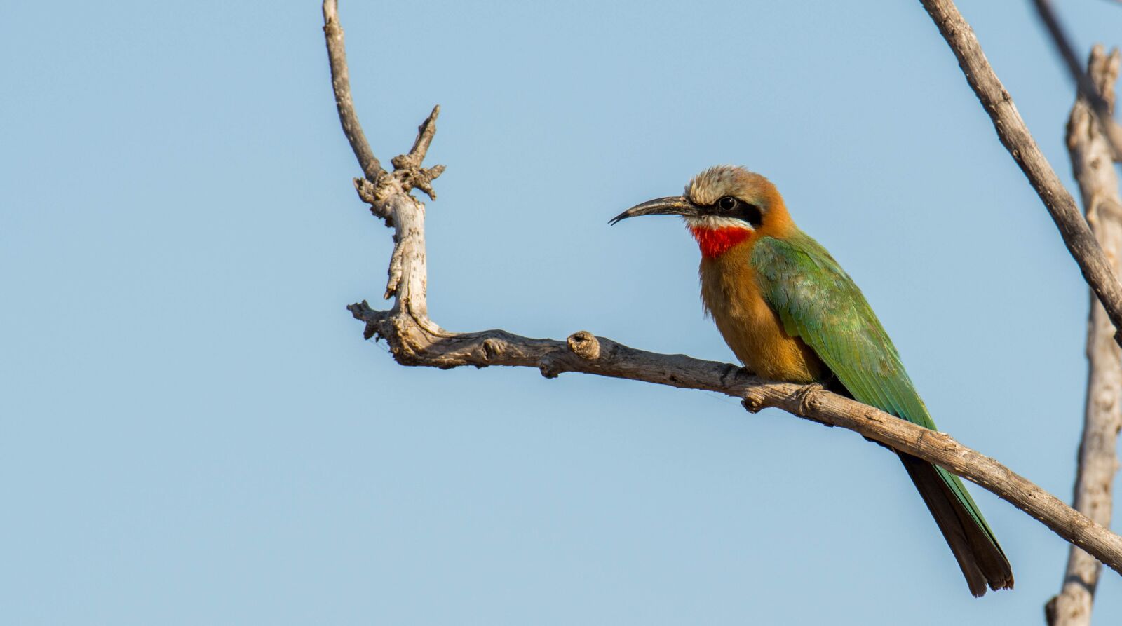 Nikon D5200 sample photo. White fronted bee eater photography