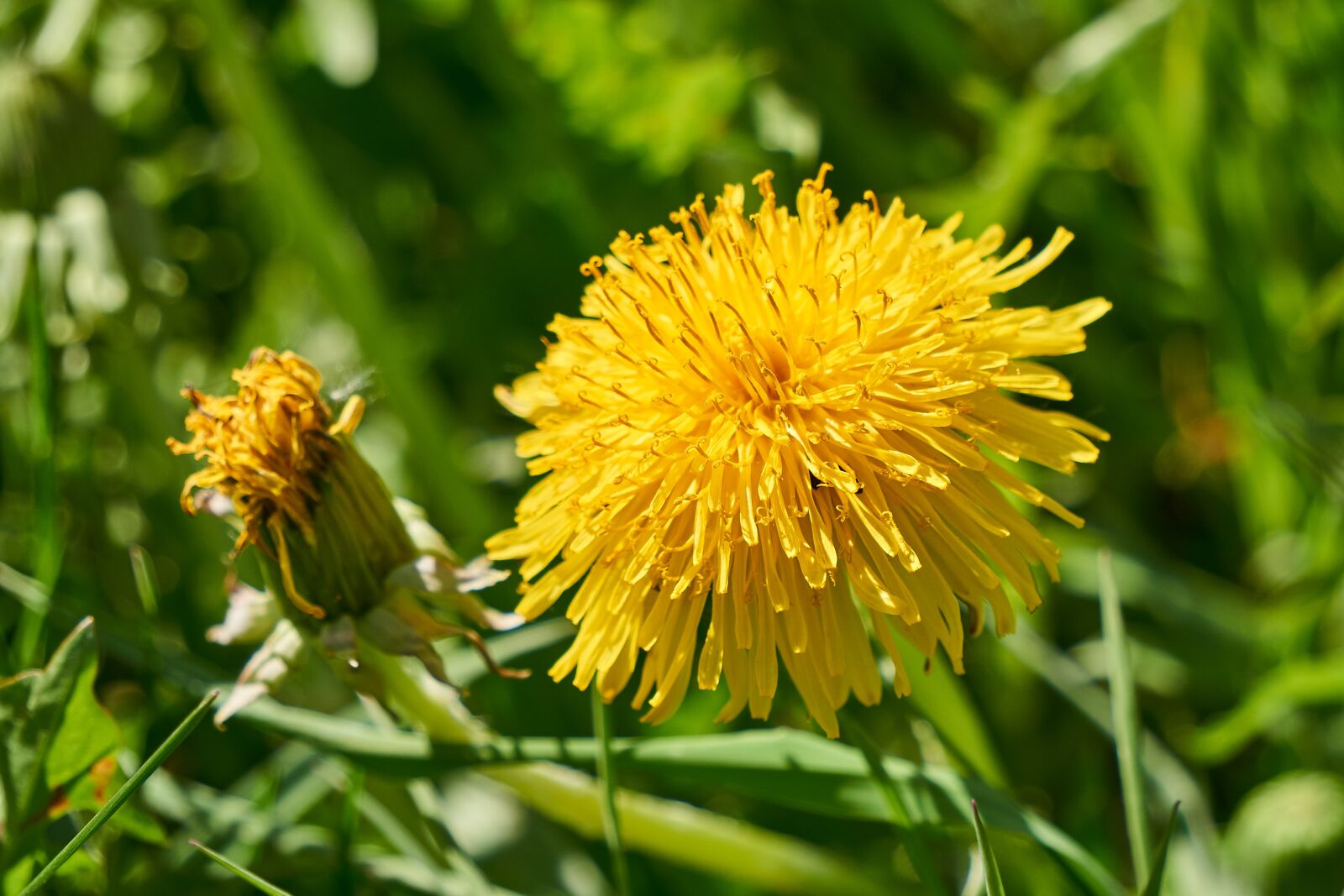 Sony E 55-210mm F4.5-6.3 OSS sample photo. Dandelion, bloom, blossom photography