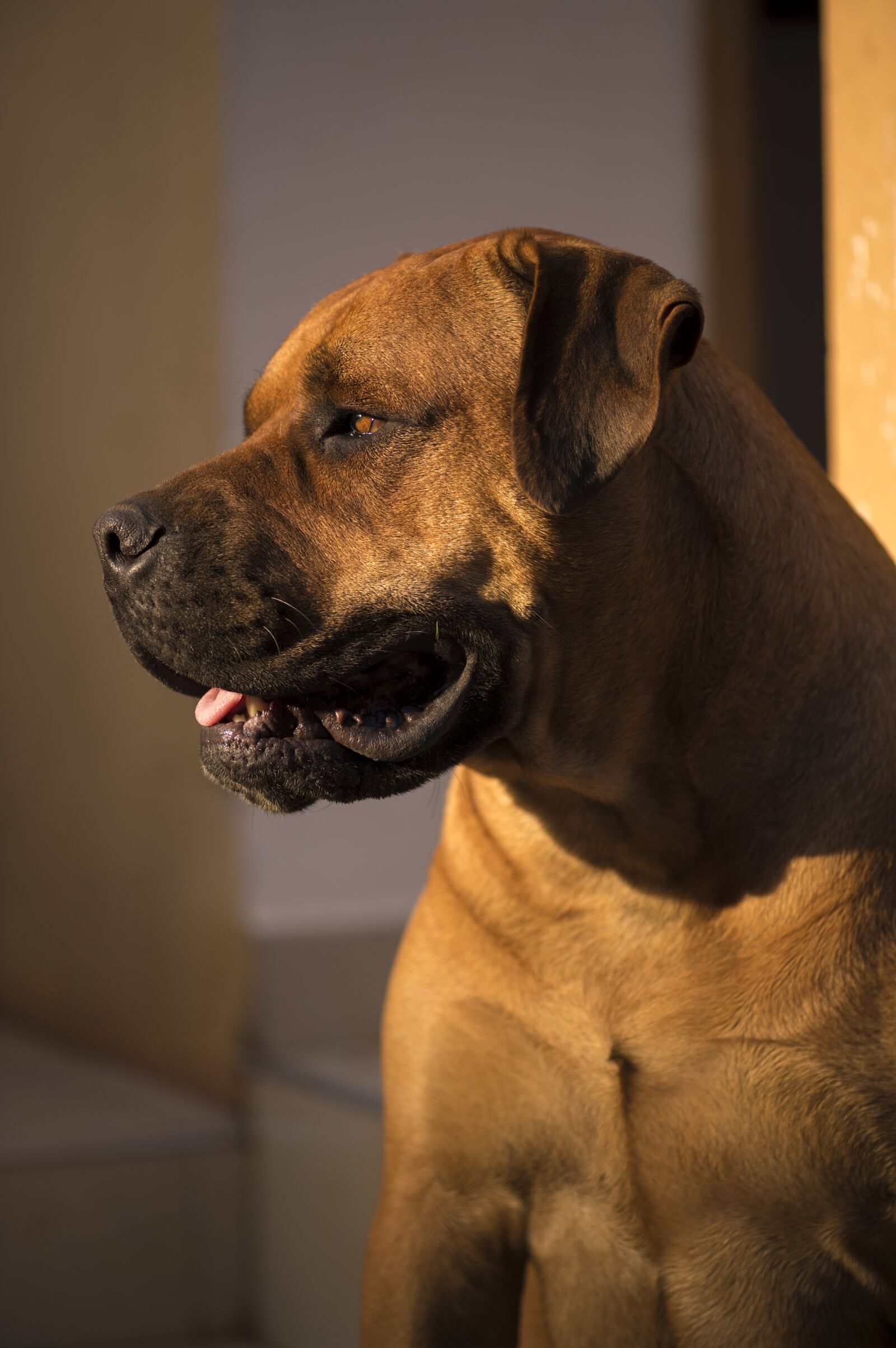 Nikon D4S sample photo. African boerboel, bull mastiff photography