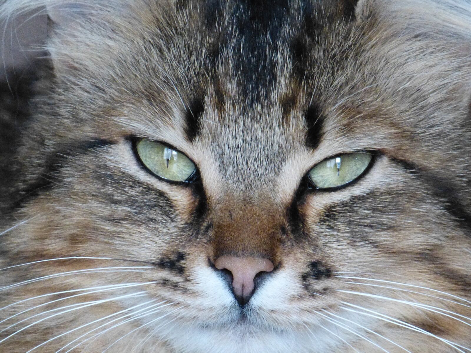 Panasonic Lumix DMC-FZ150 sample photo. Cat, look, animal photography