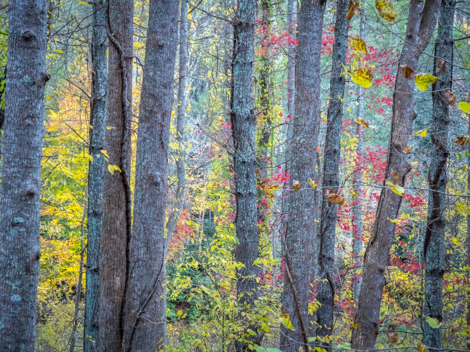 Panasonic Lumix G Vario 14-42mm F3.5-5.6 ASPH OIS sample photo. Trees, colorful, fall photography