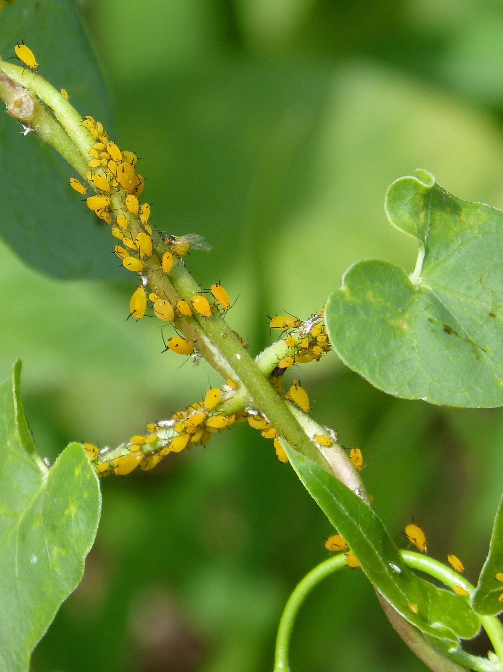 Panasonic DMC-FZ62 sample photo. Aphids, plague, plants photography