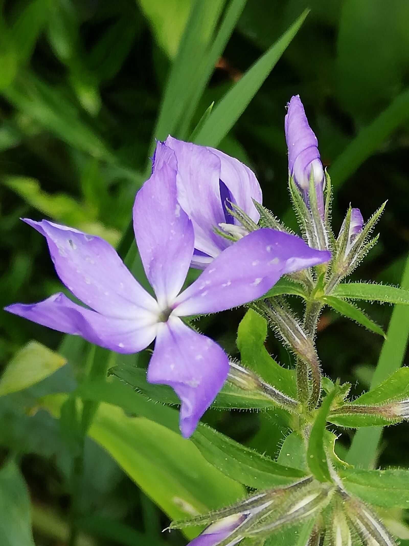 HUAWEI P20 lite sample photo. Flower, lilac, day photography