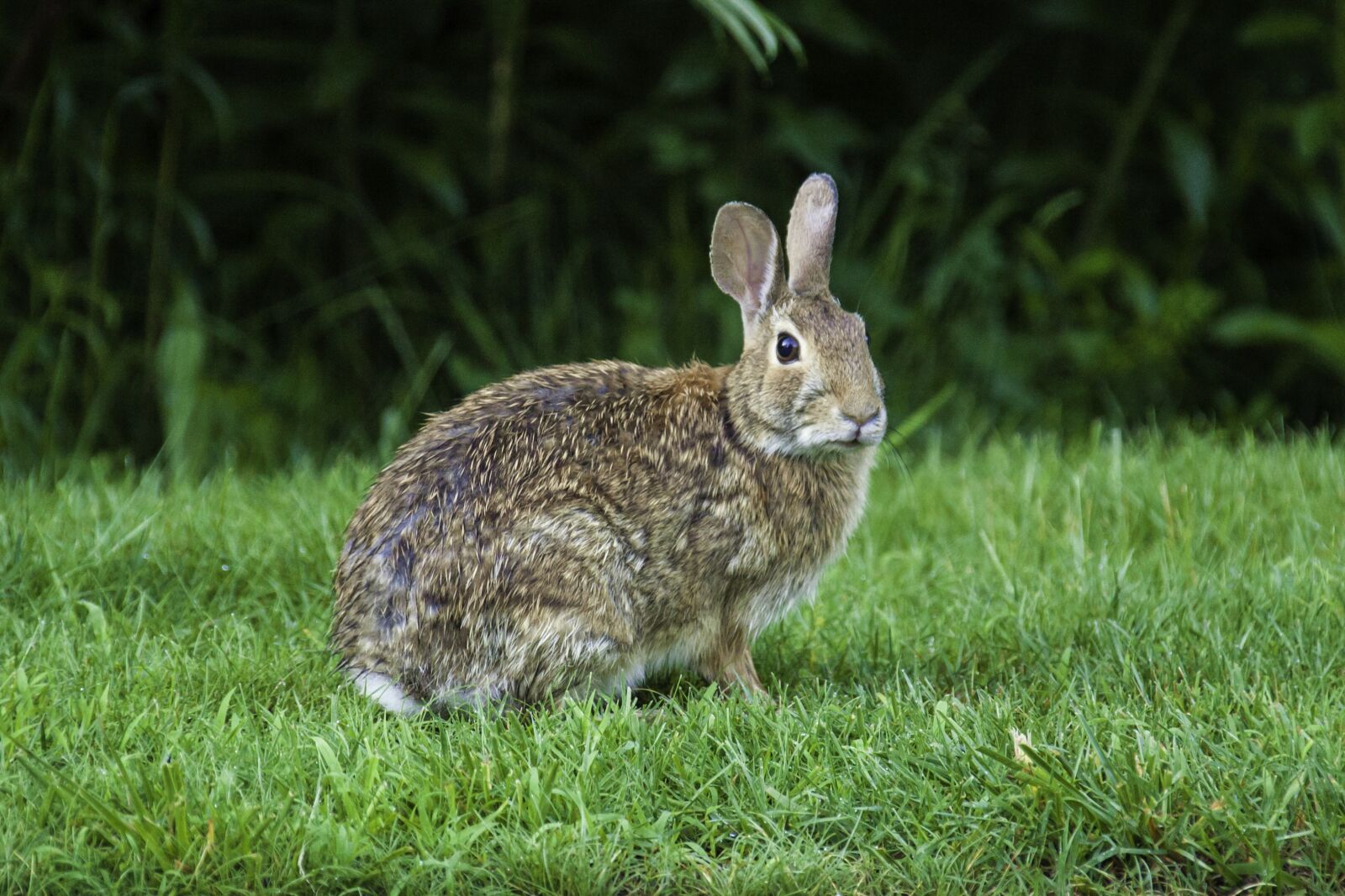 Canon EOS 5D Mark II + Canon EF 28-300mm F3.5-5.6L IS USM sample photo. Rabbit, hare, bunny photography