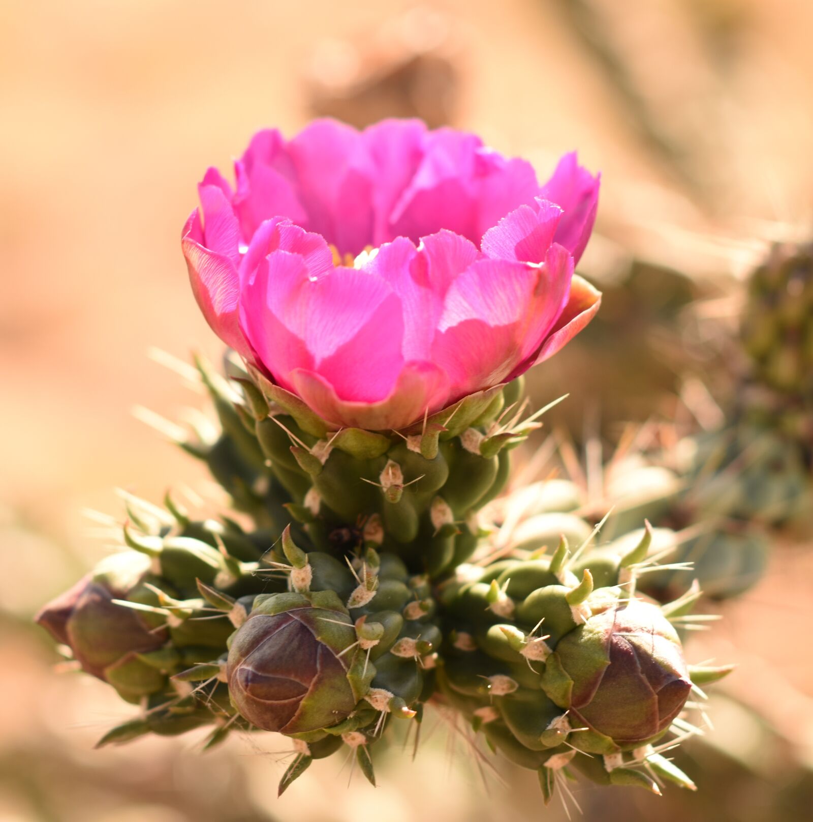 Nikon D5500 sample photo. Macro, cactus, plant photography