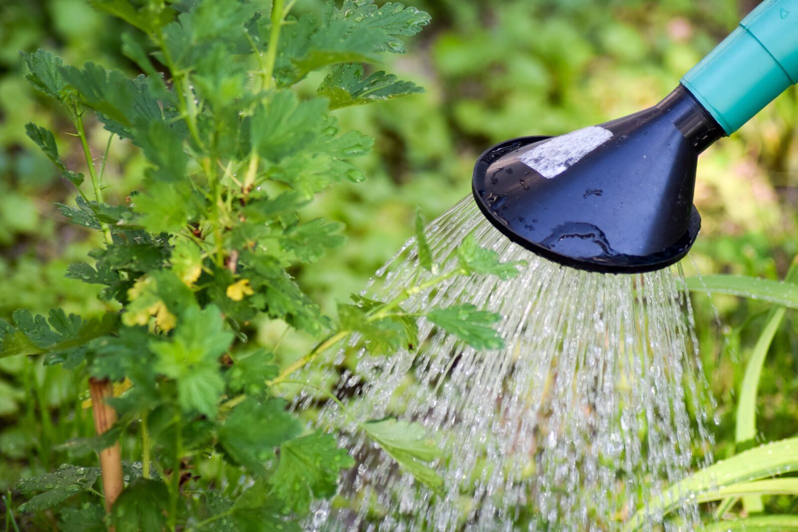 Nikon D5300 sample photo. Gooseberry, tree watering, shrub photography