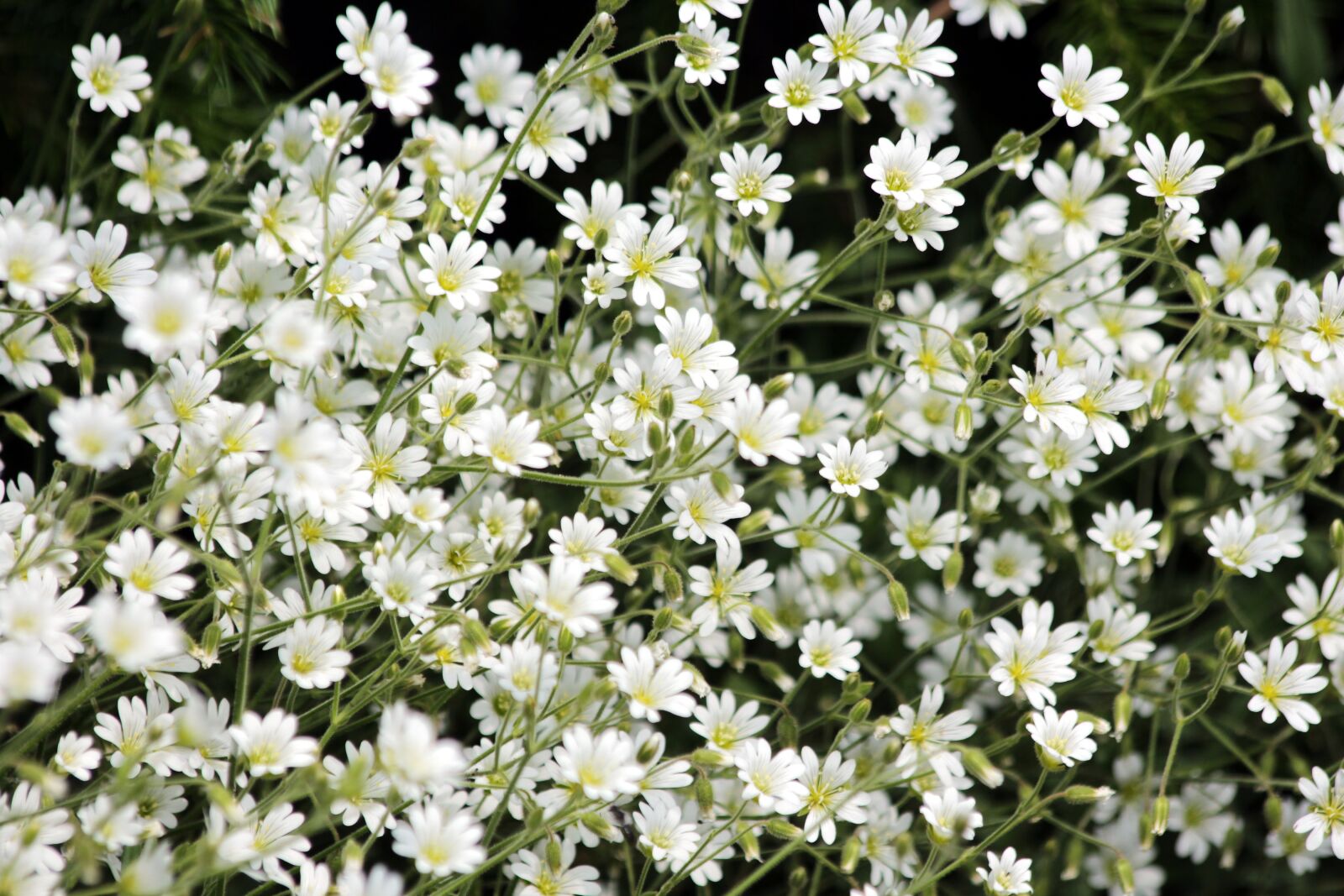 Canon EOS 650D (EOS Rebel T4i / EOS Kiss X6i) sample photo. Flowers, white flowers, bloom photography