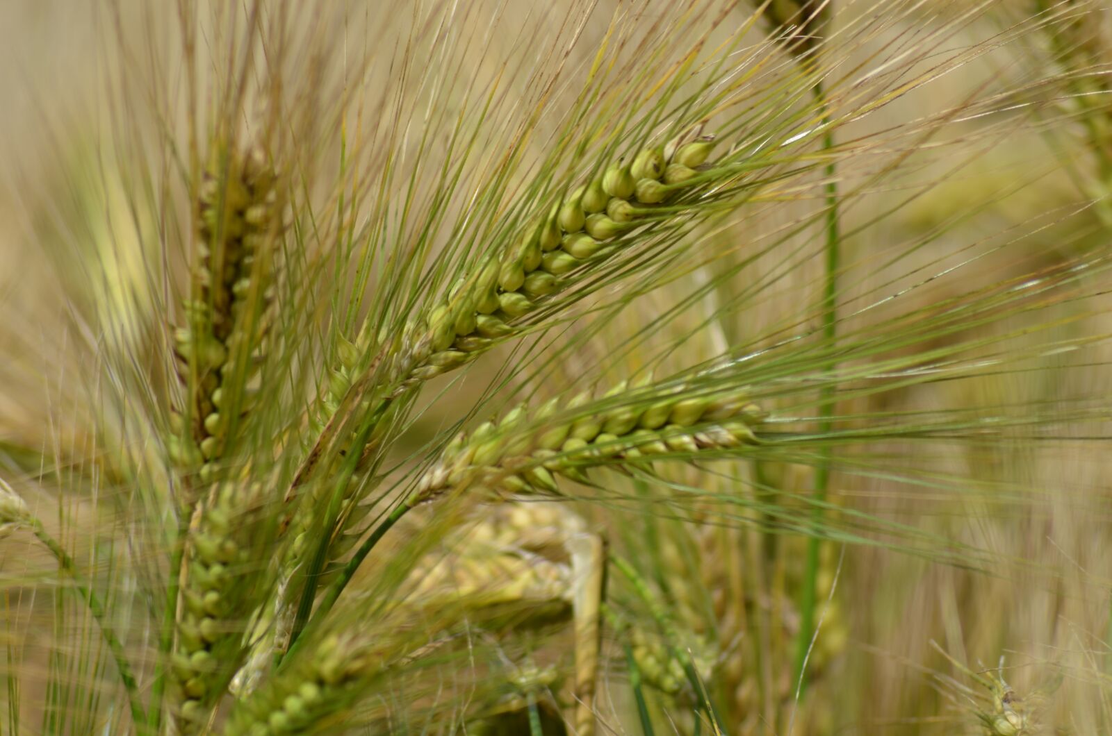 Nikon D5100 sample photo. Barley, cereal, agriculture photography