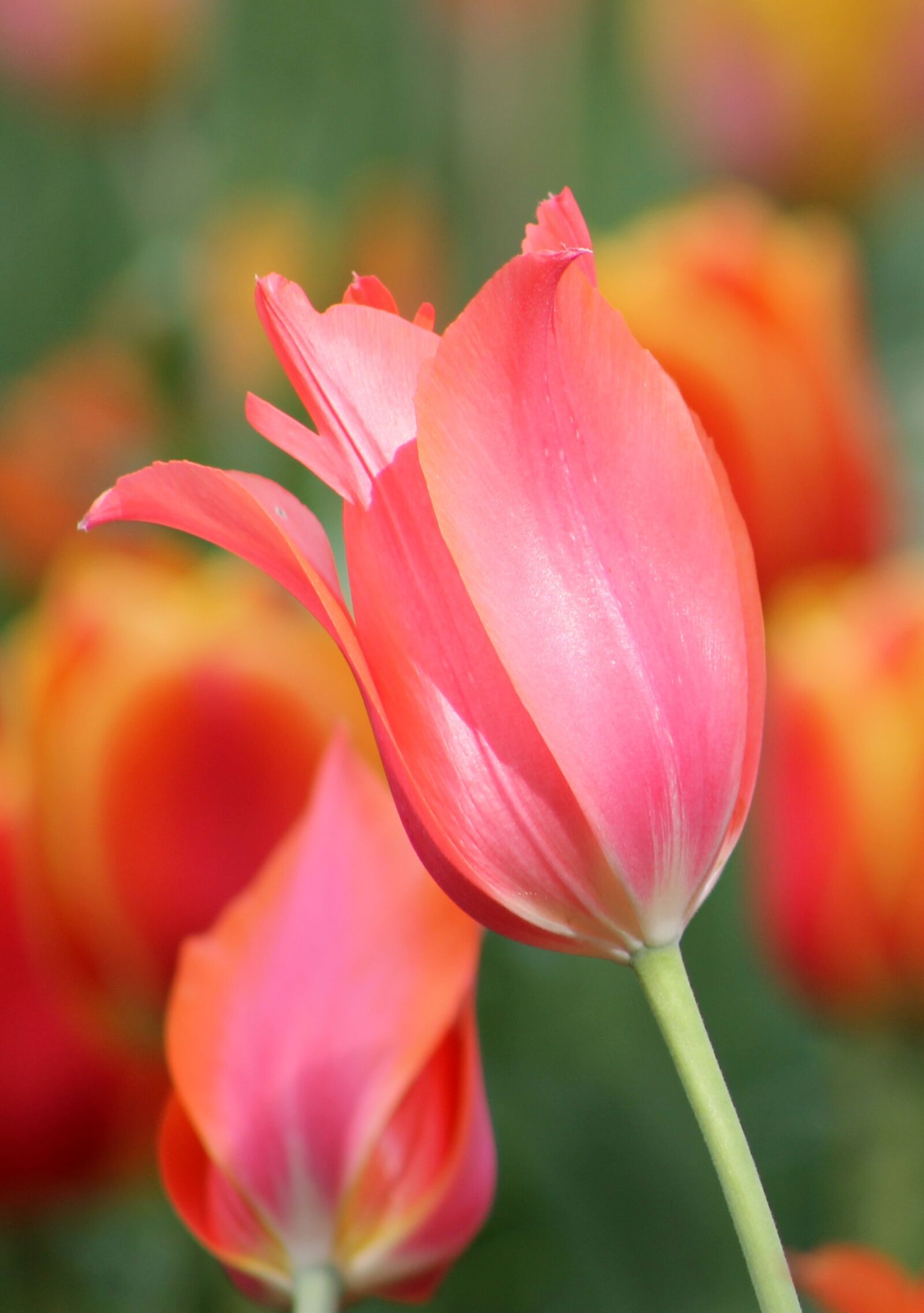 Canon EF 75-300mm f/4-5.6 sample photo. Pink, orange, flower photography