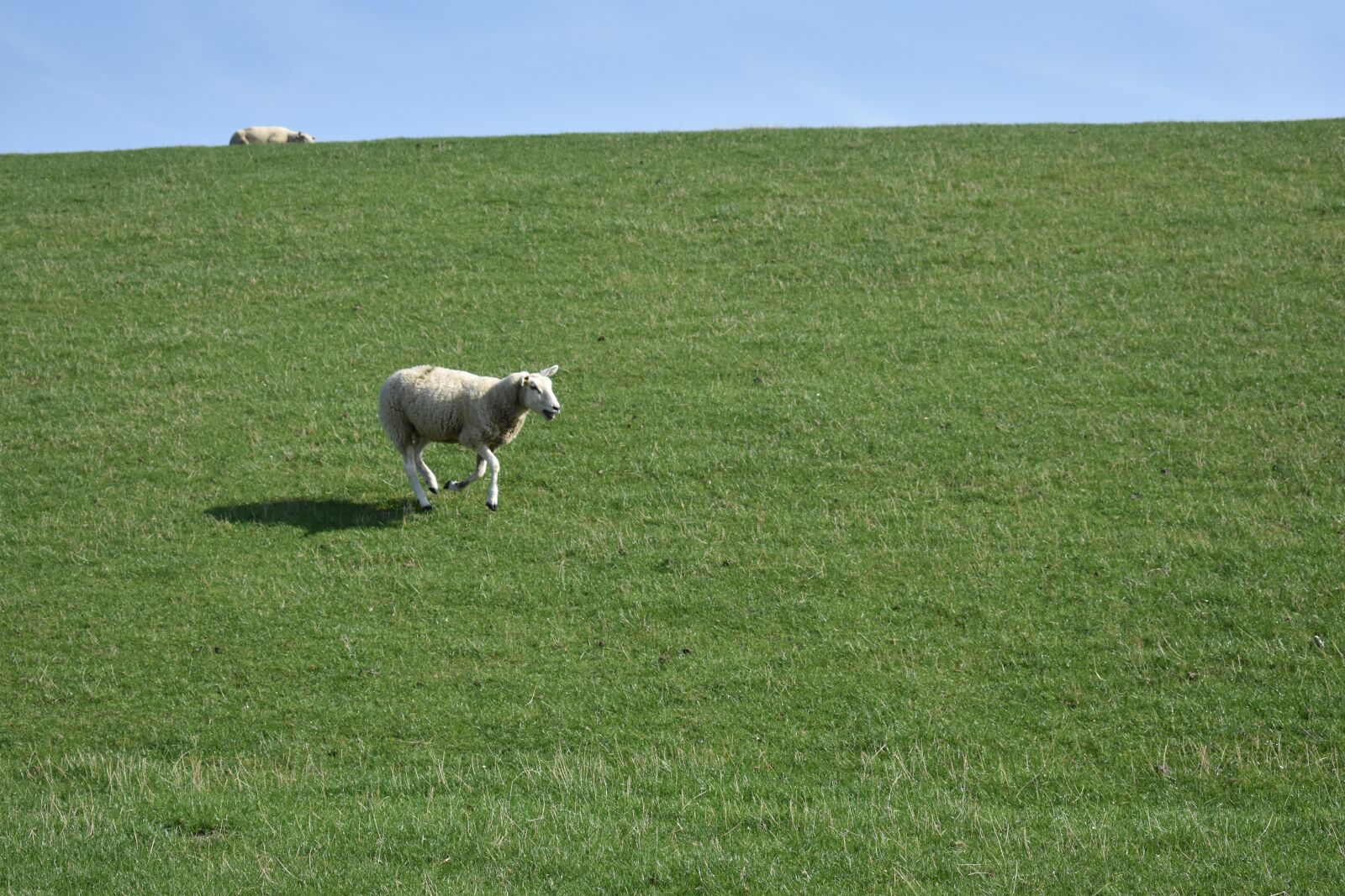 Nikon D3400 sample photo. Dike, sheep, north sea photography