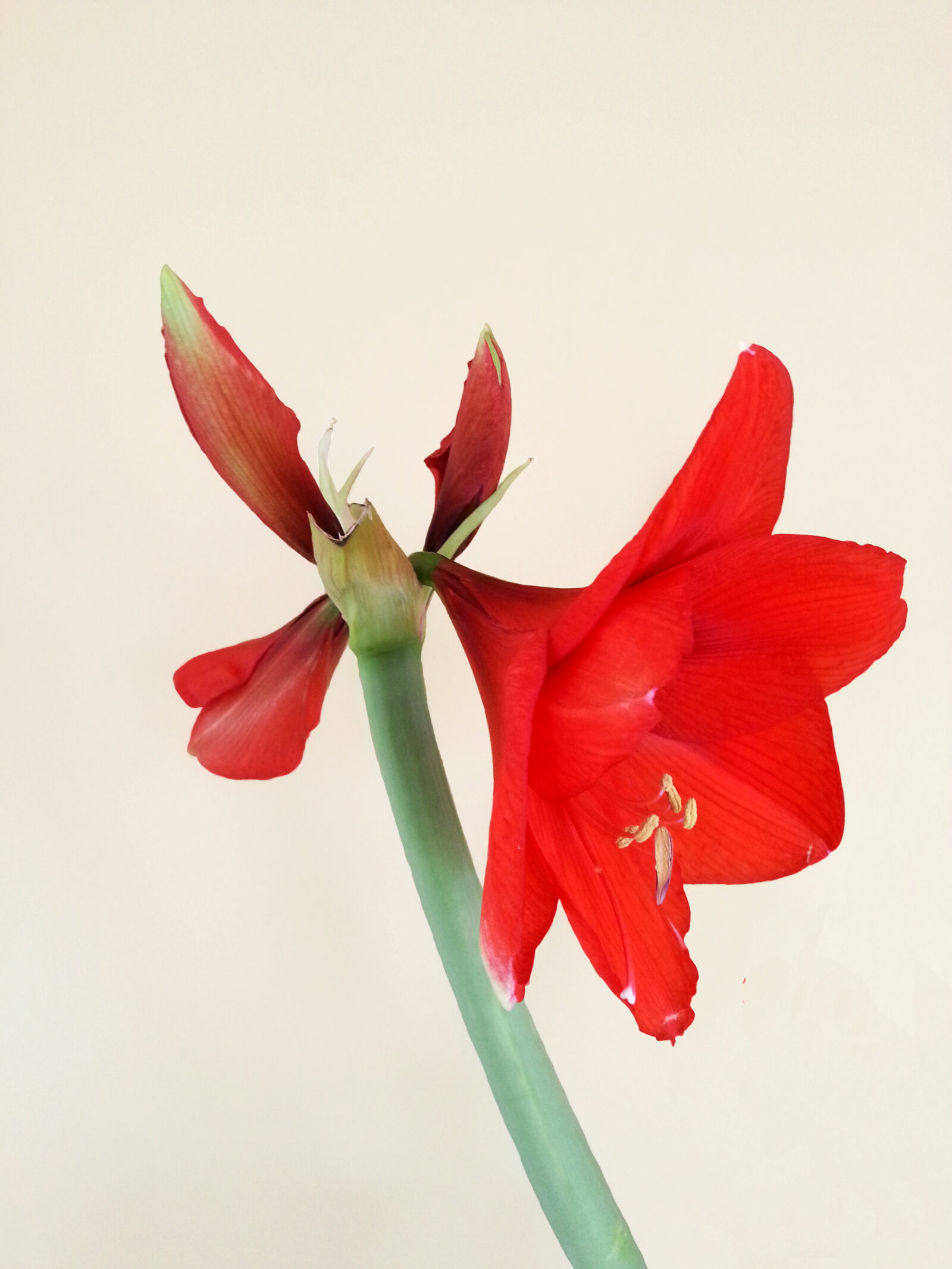 Samsung Galaxy S3 sample photo