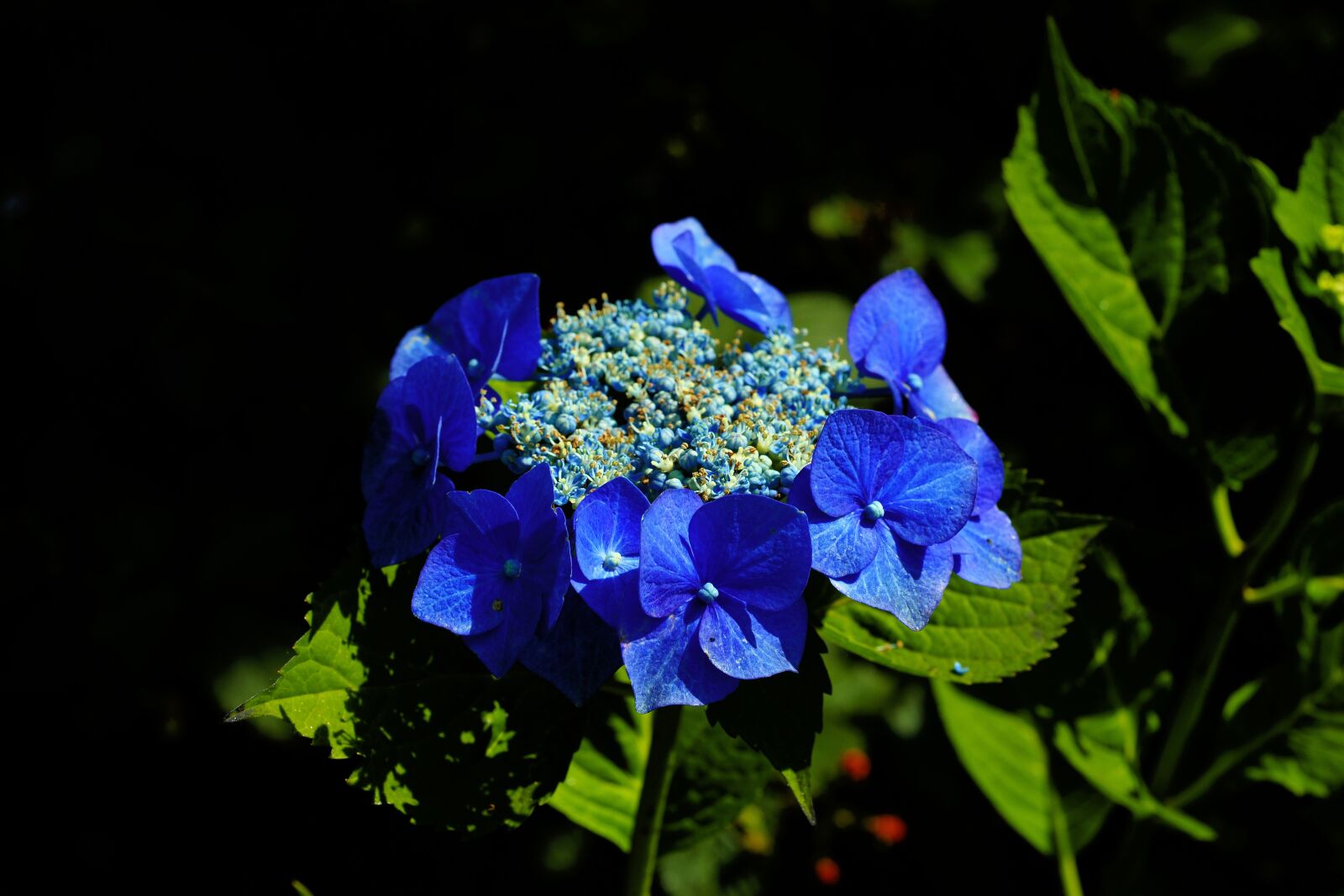 Sony Alpha DSLR-A900 sample photo. Flowers, garden, blue photography