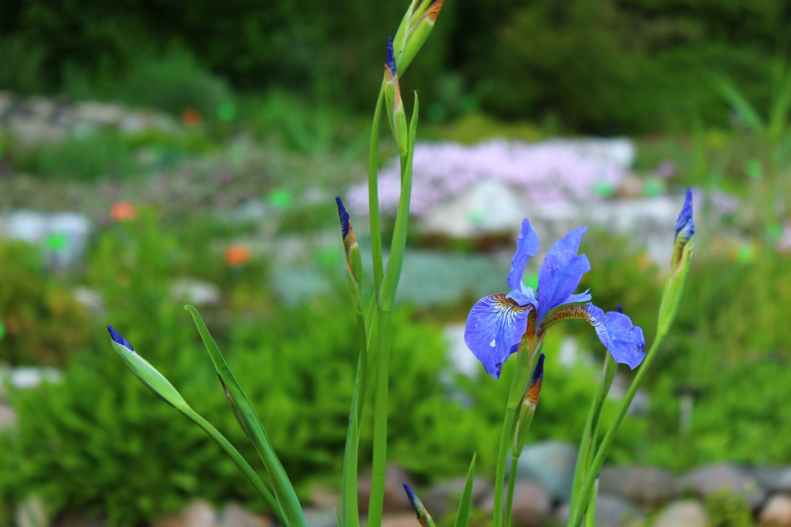 Canon EOS 4000D (EOS Rebel T100 / EOS 3000D) sample photo. Plant, blue, flower photography