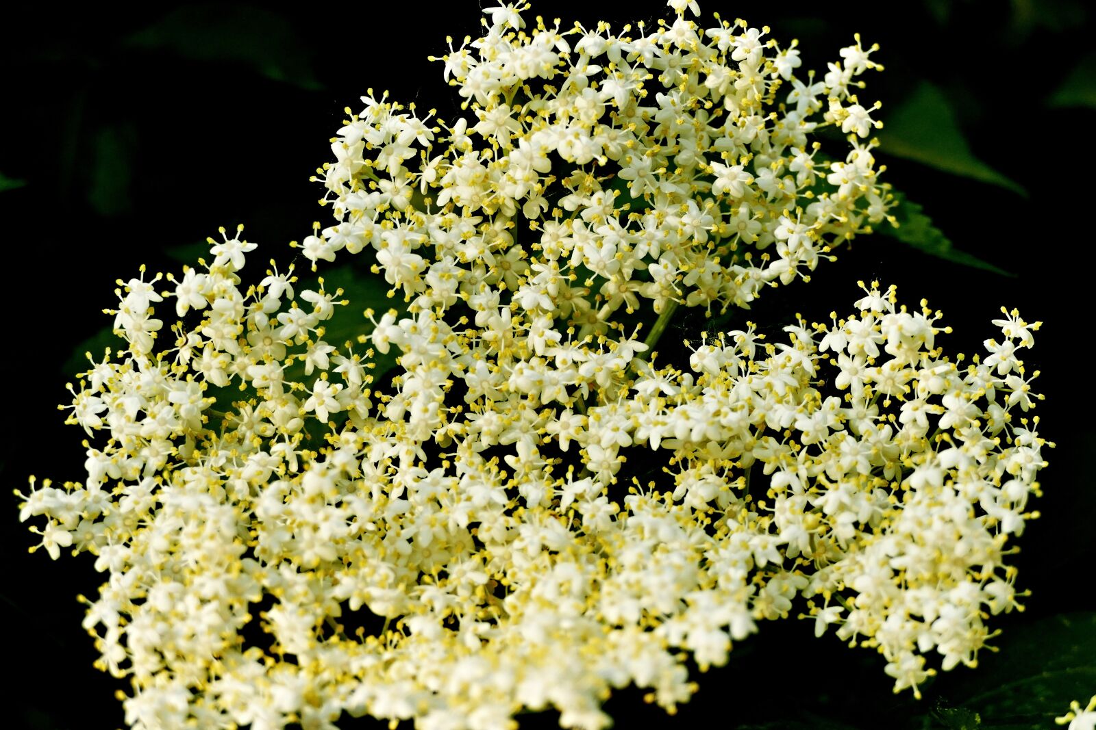 Panasonic Lumix DMC-FZ1000 sample photo. Flower, elder, black photography