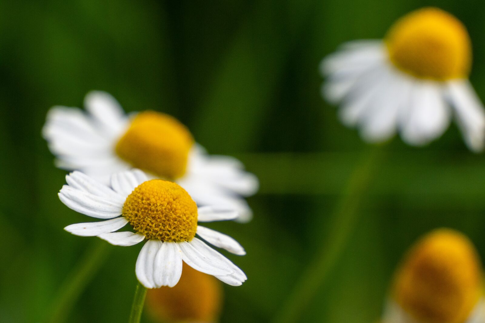 Olympus M.Zuiko Digital ED 12-200mm F3.5-6.3 sample photo. Flower, chamomile, white photography