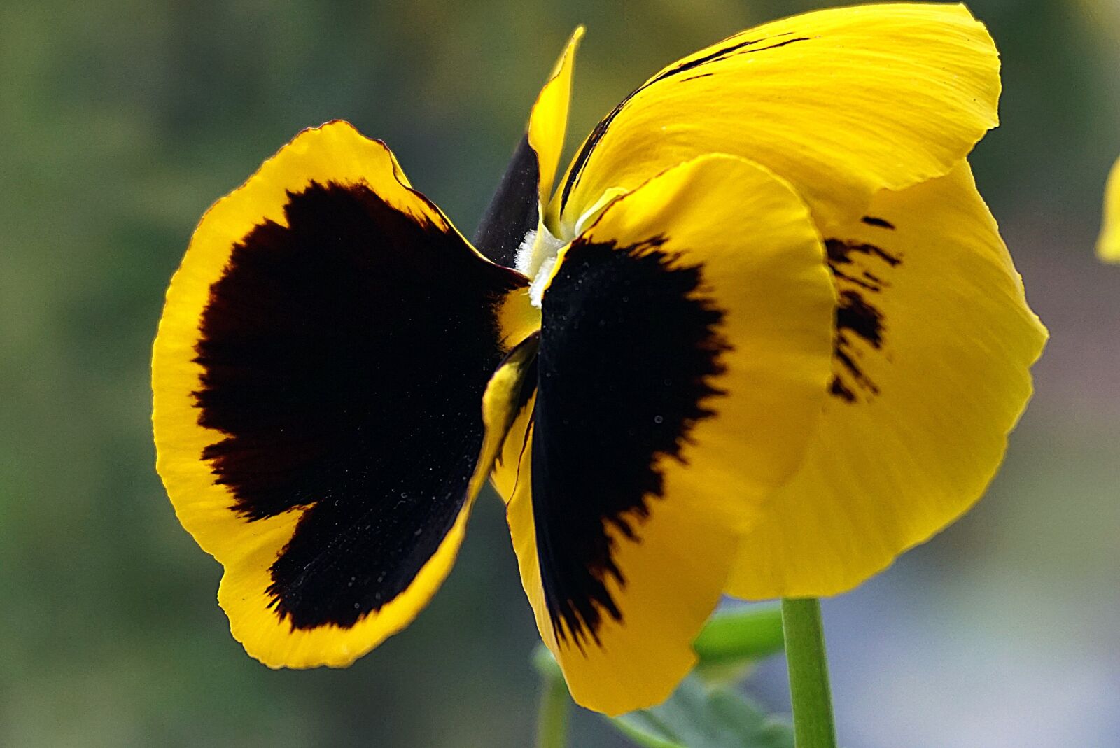 Sony a6000 sample photo. Pansy, pansies, flower photography