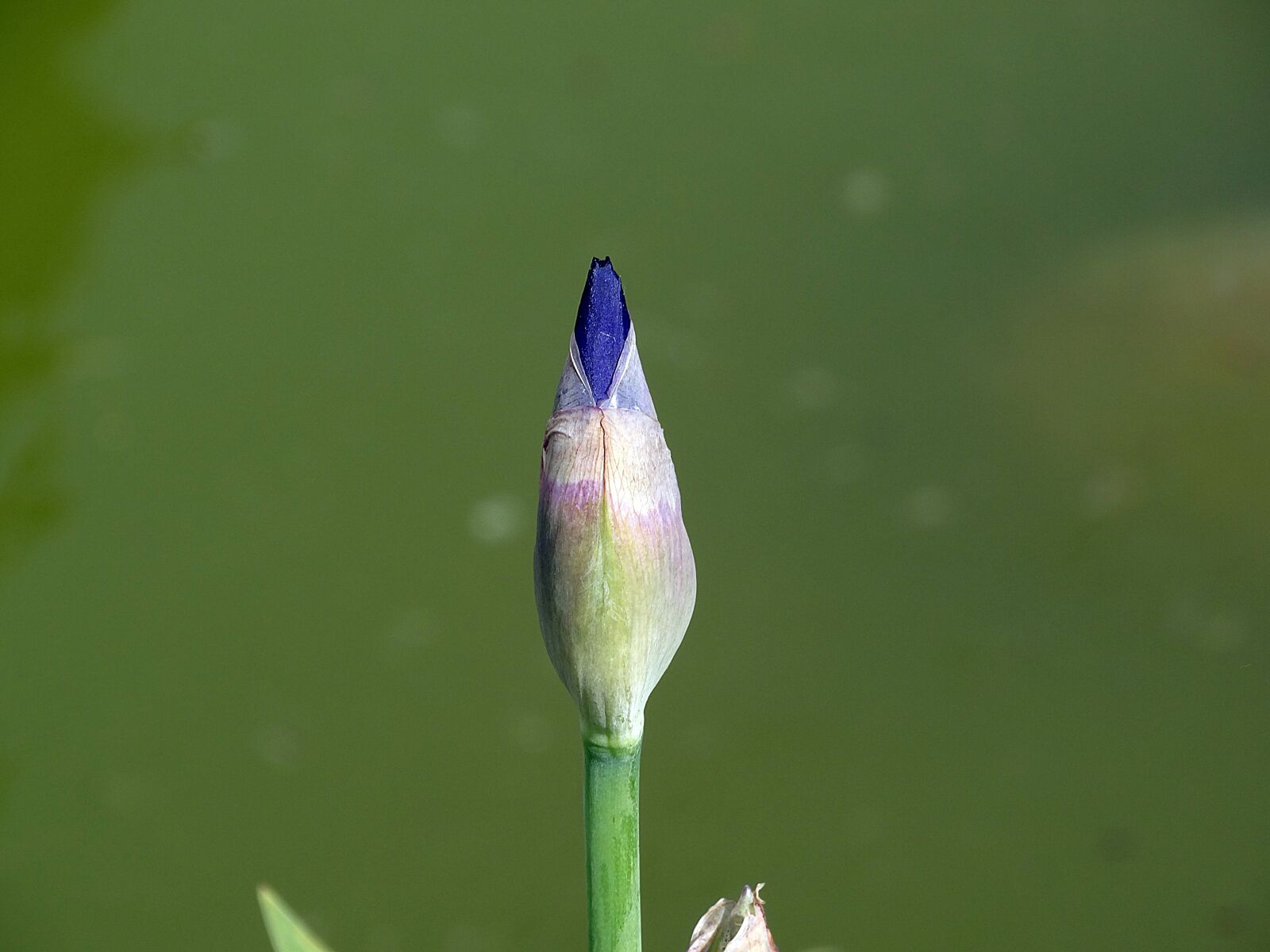 Sony Cyber-shot DSC-HX300 sample photo. Flower, bud, nature photography
