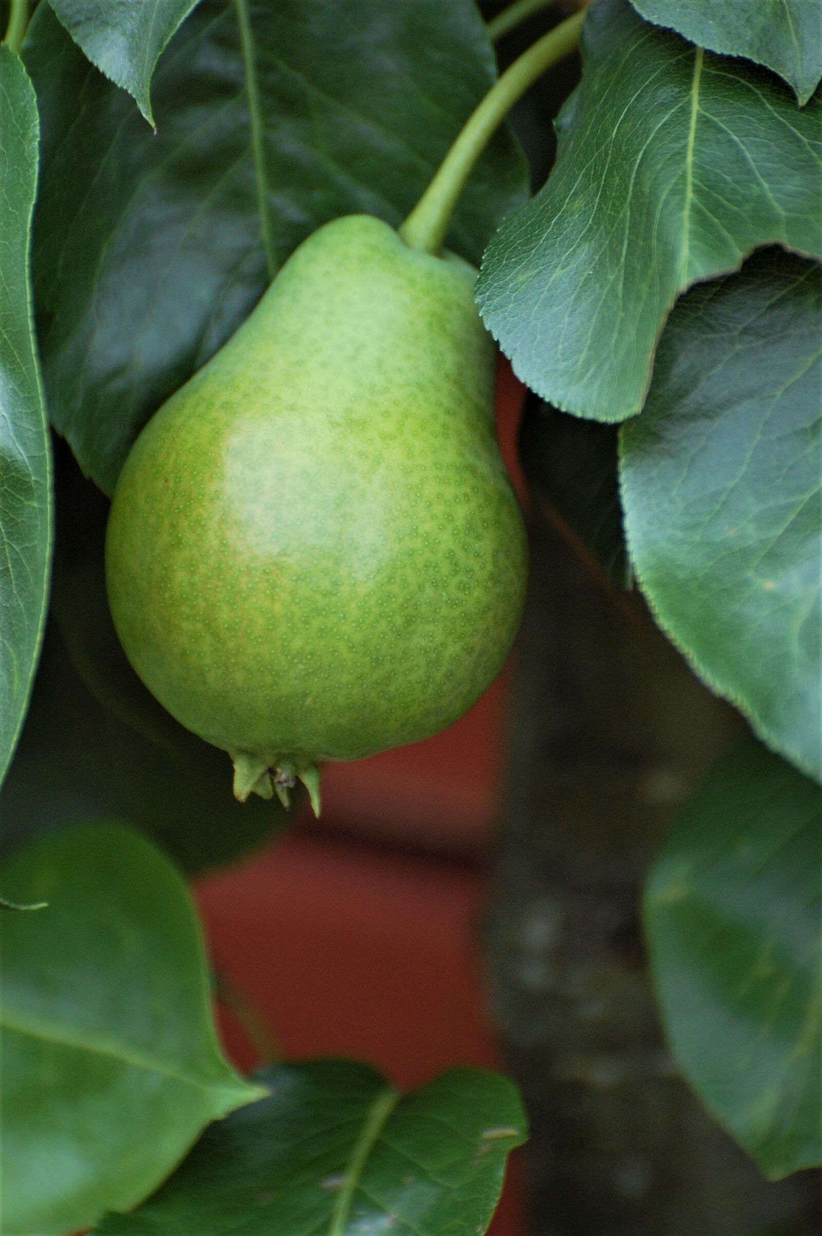 Nikon D40 sample photo. Green, pear, closeup photography