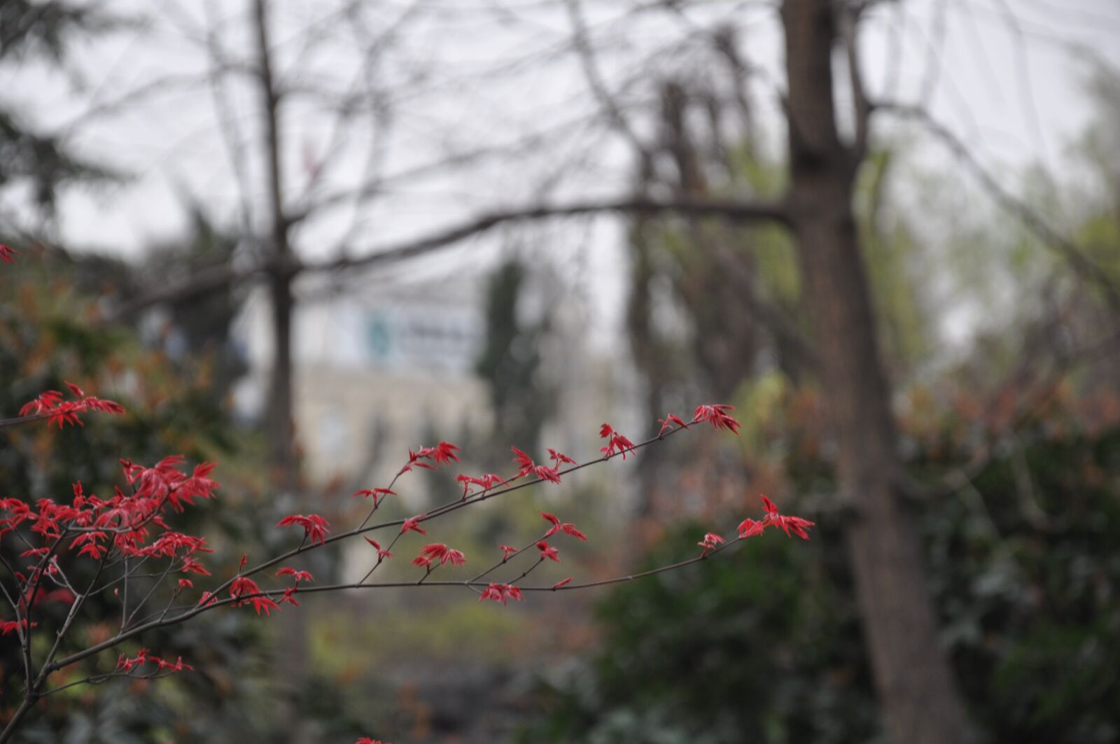 Nikon D90 sample photo. Red leaf, leaf, red photography