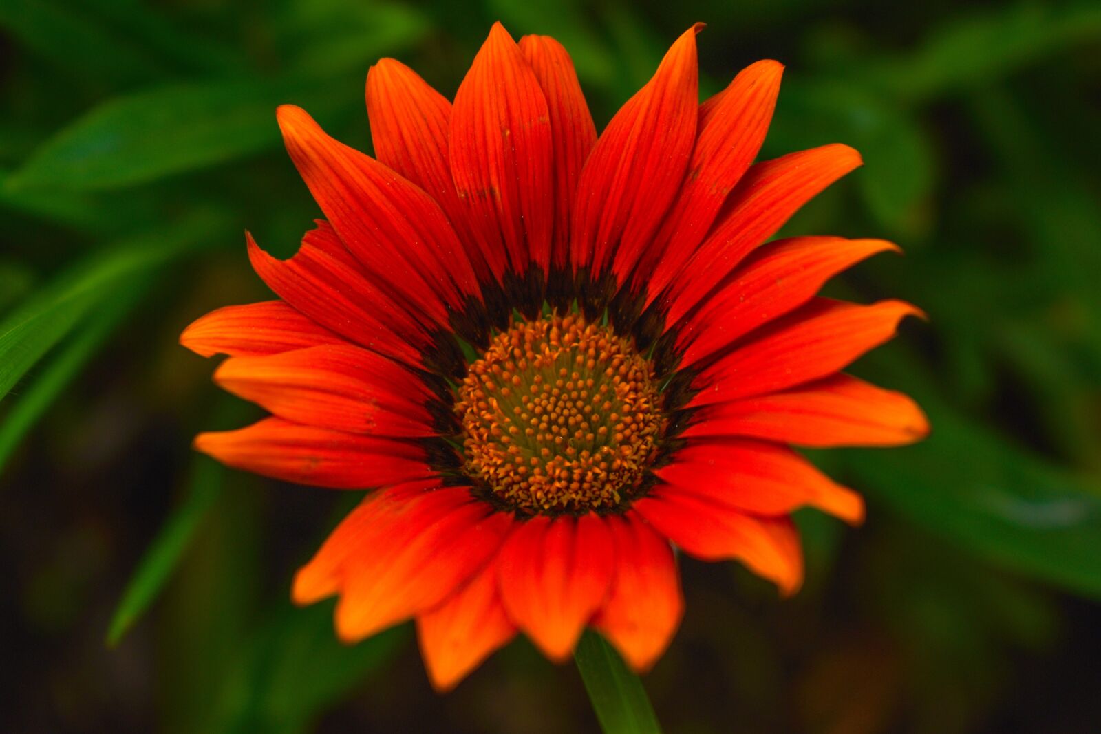 Nikon D3400 sample photo. Flower, plant, spring photography
