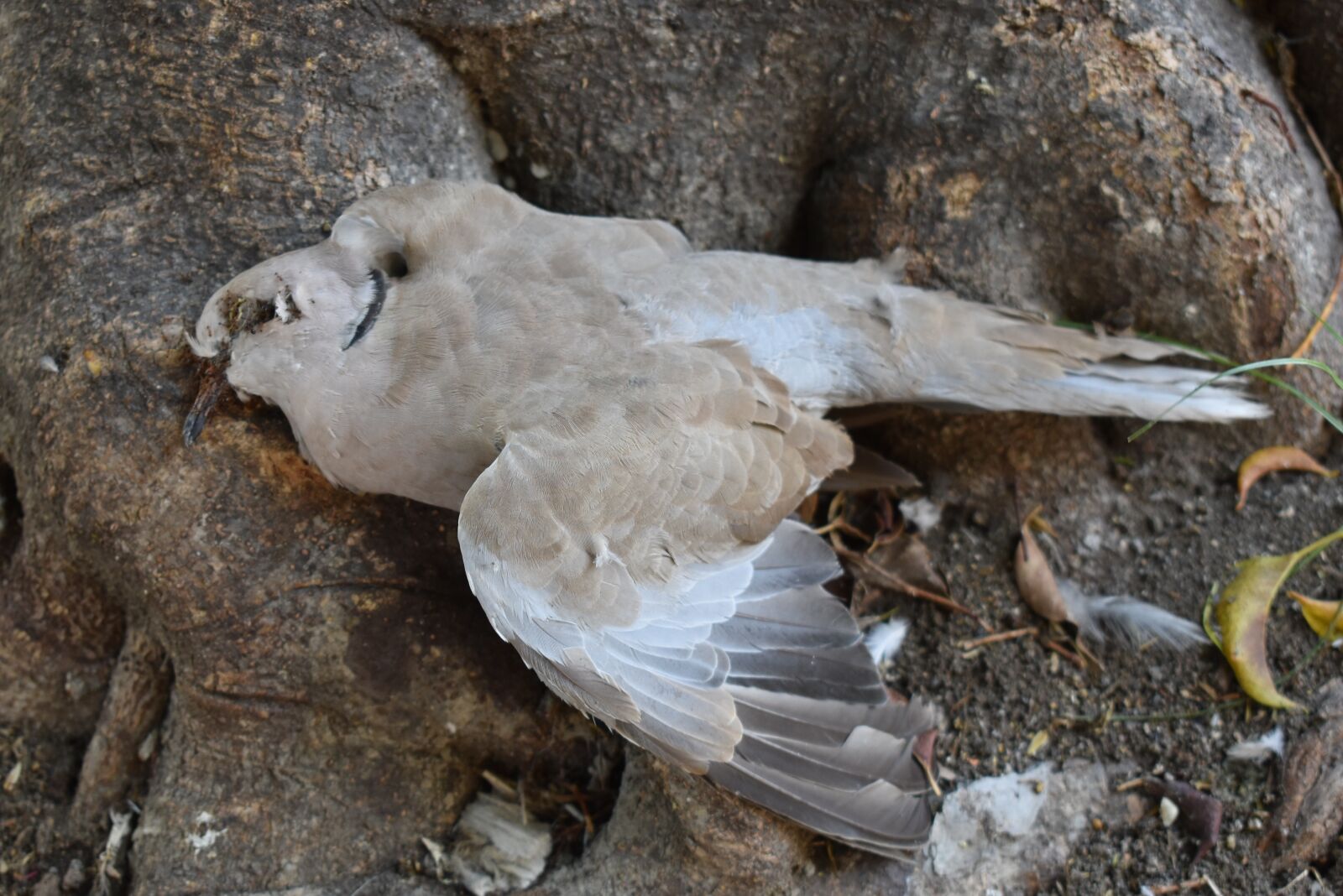 Nikon D5600 sample photo. Paloma, dead pigeon, bird photography