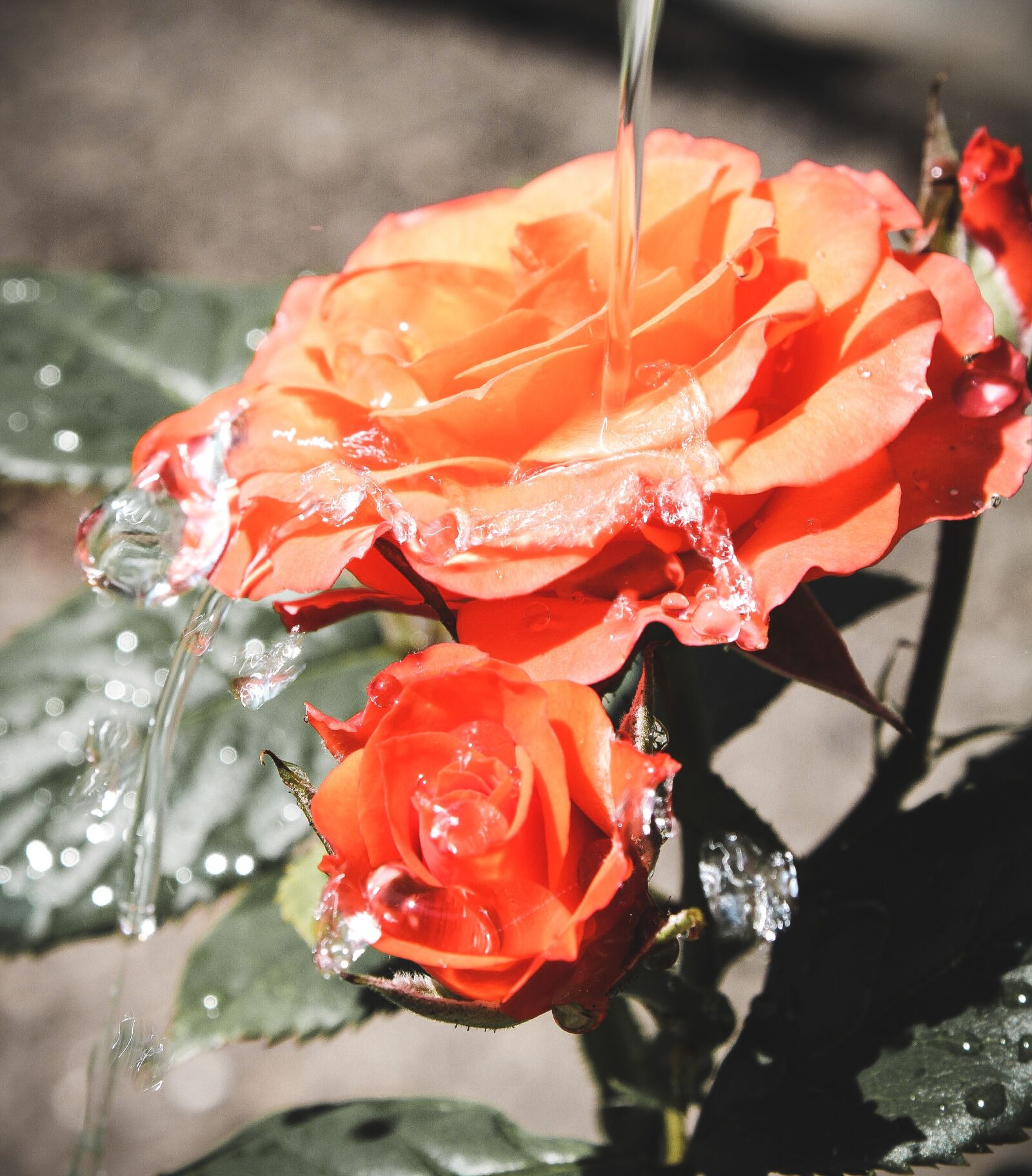 Canon EOS 2000D (EOS Rebel T7 / EOS Kiss X90 / EOS 1500D) sample photo. Rose, flowers, orange photography