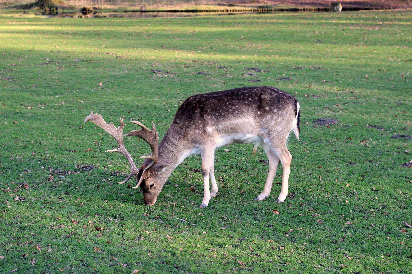 Canon EOS 600D (Rebel EOS T3i / EOS Kiss X5) + Canon EF 50mm F1.8 STM sample photo. Fallow deer, grass, animal photography